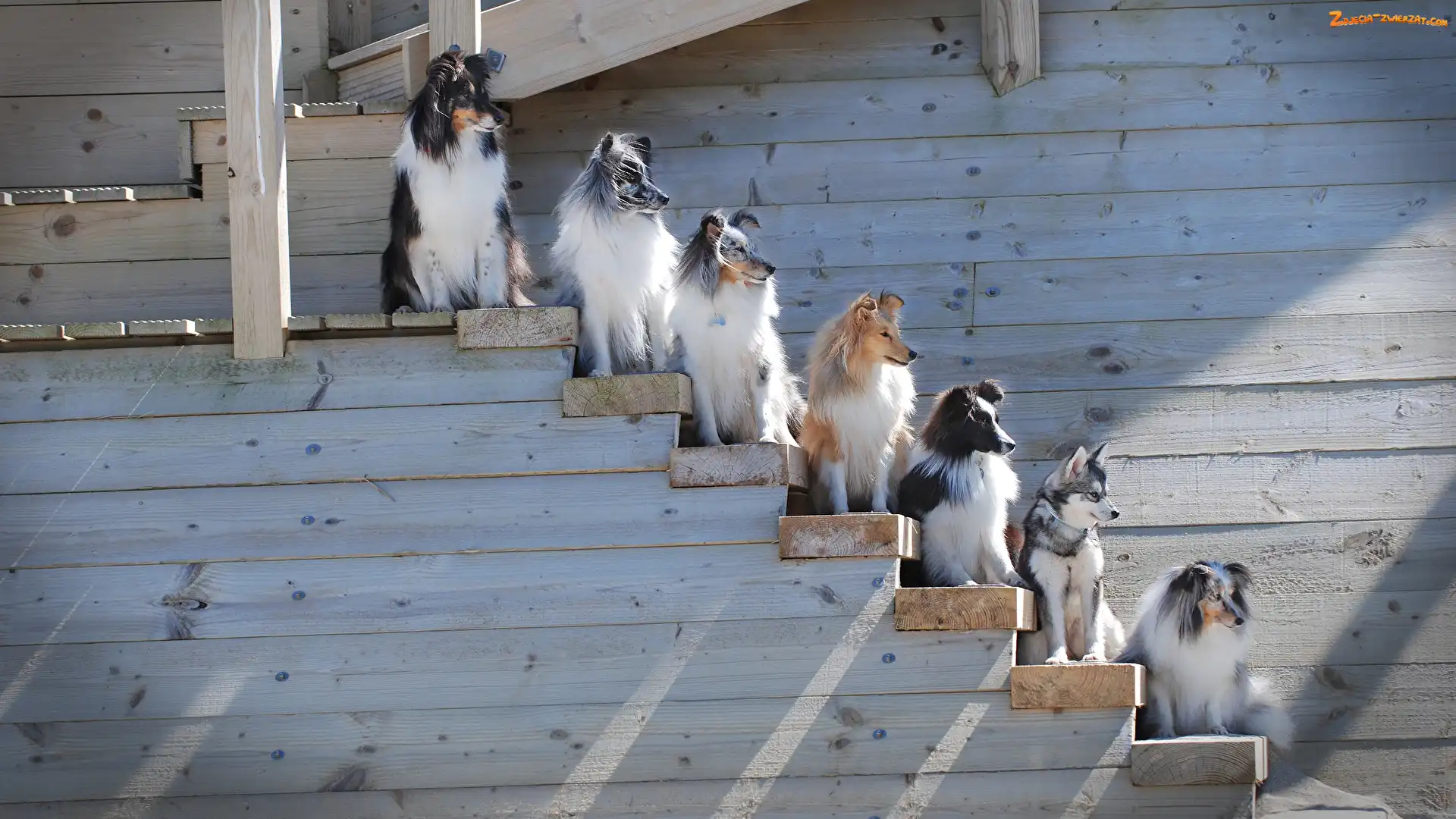 Schody, Drewniane, Owczarki szetlandzkie, Psy, Kundelek