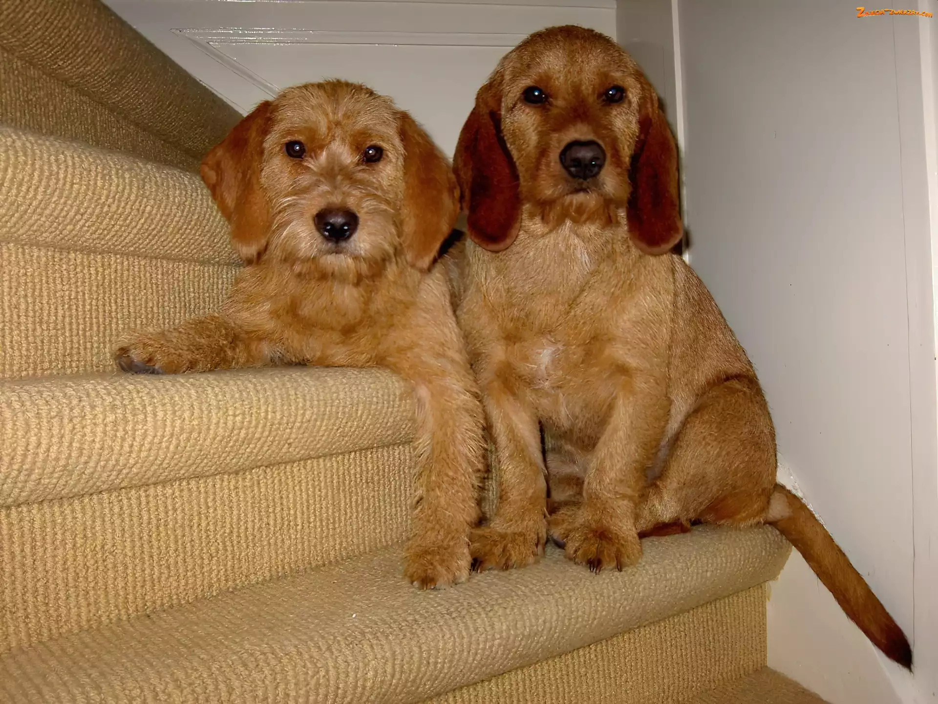 słodkie, schody, dwa, Basset Fauve de Bretagne