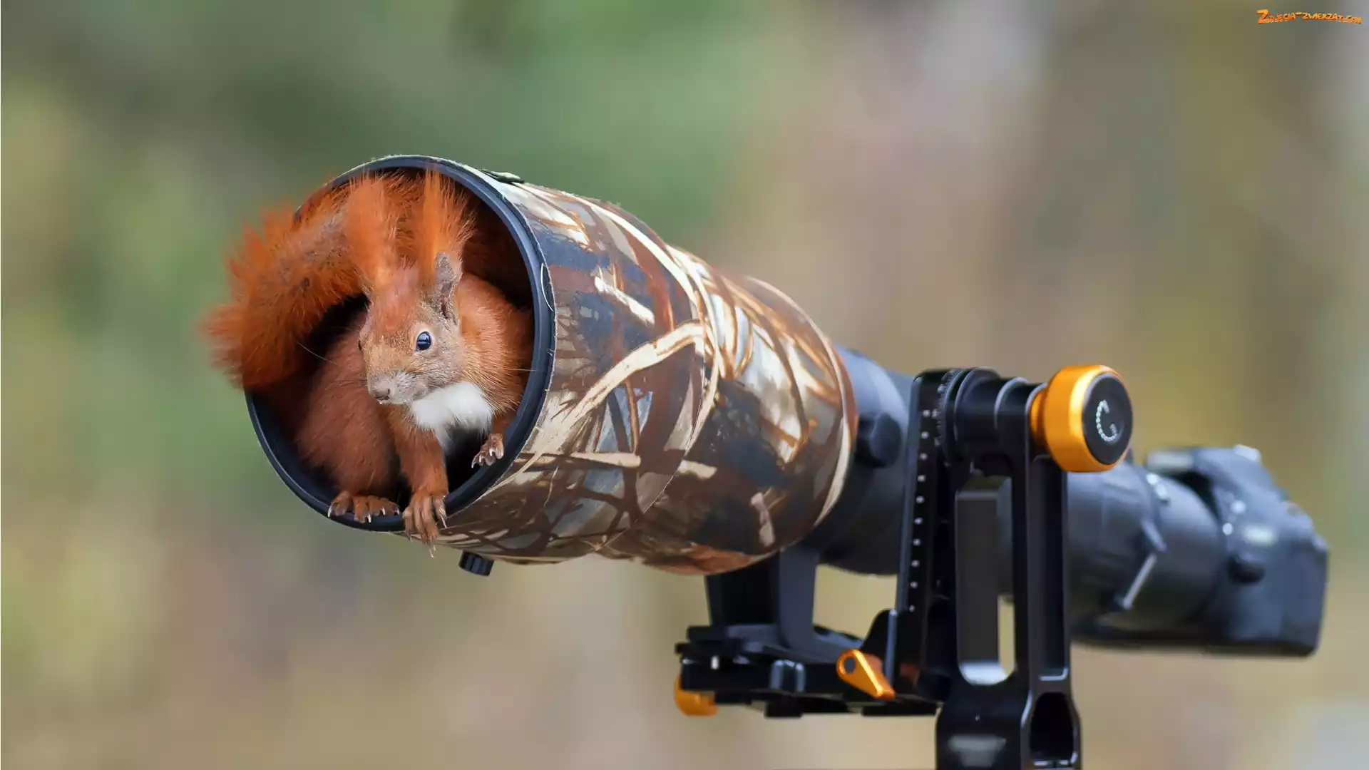 Schronienie, Aparat fotograficzny, Wiewiórka, Obiektyw