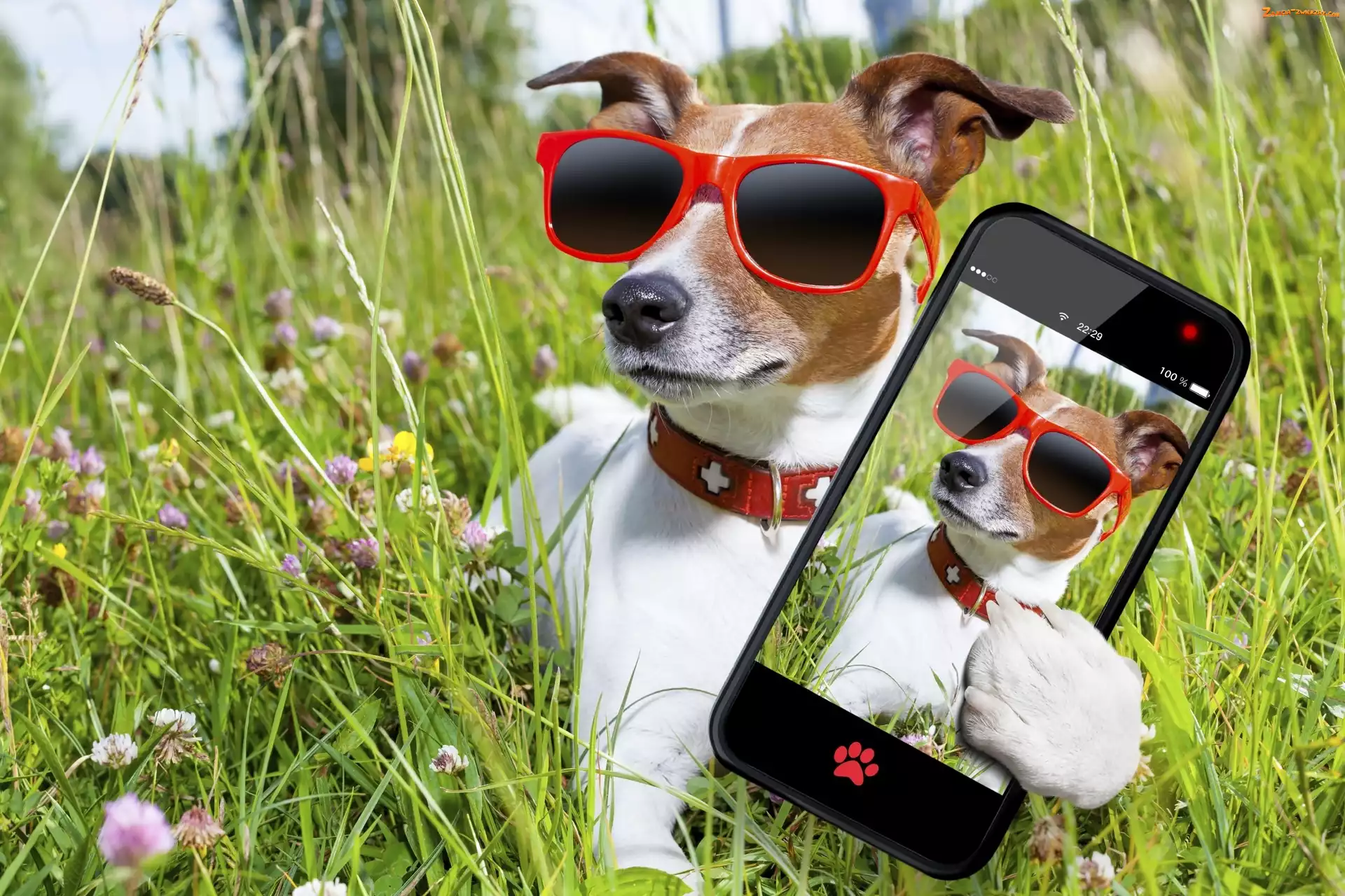 Selfie, Łąka, Okulary, Pies, Telefon