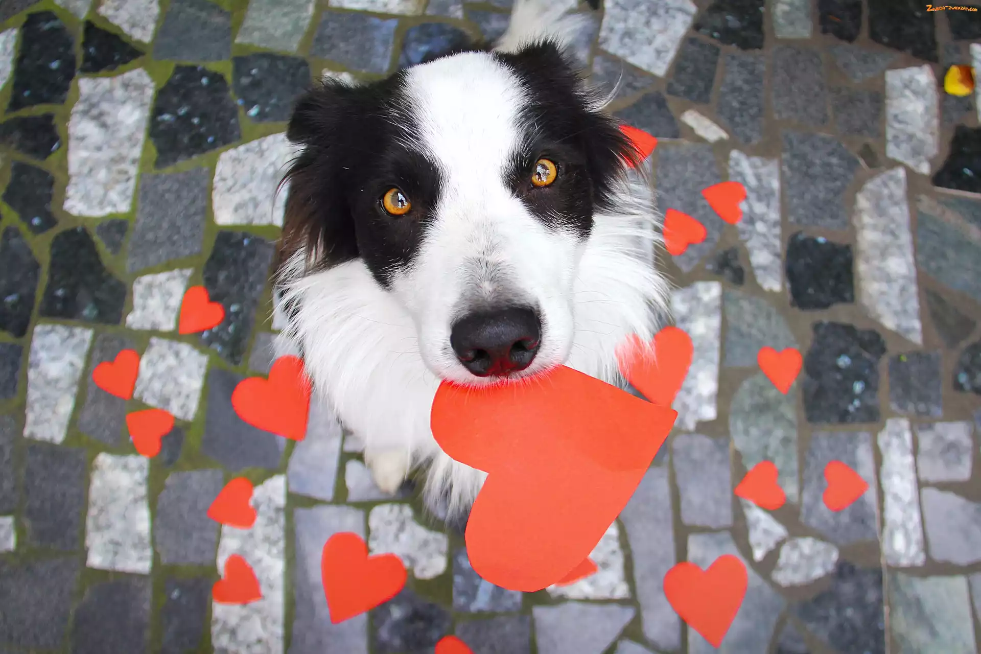 Serduszka, Pies, Border Collie