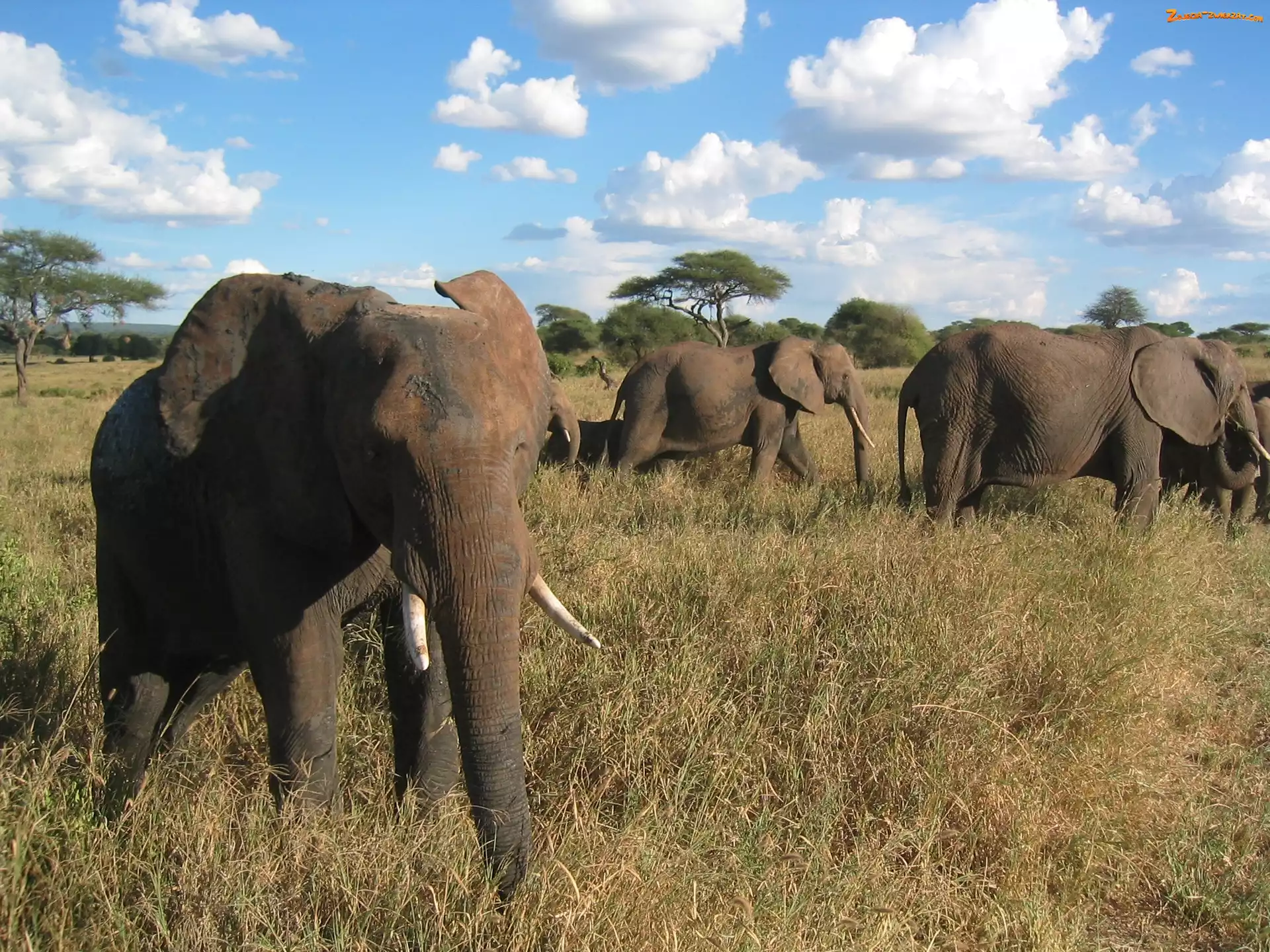 Serengeti, Chmurki, Sucha, Słonie, Trawa