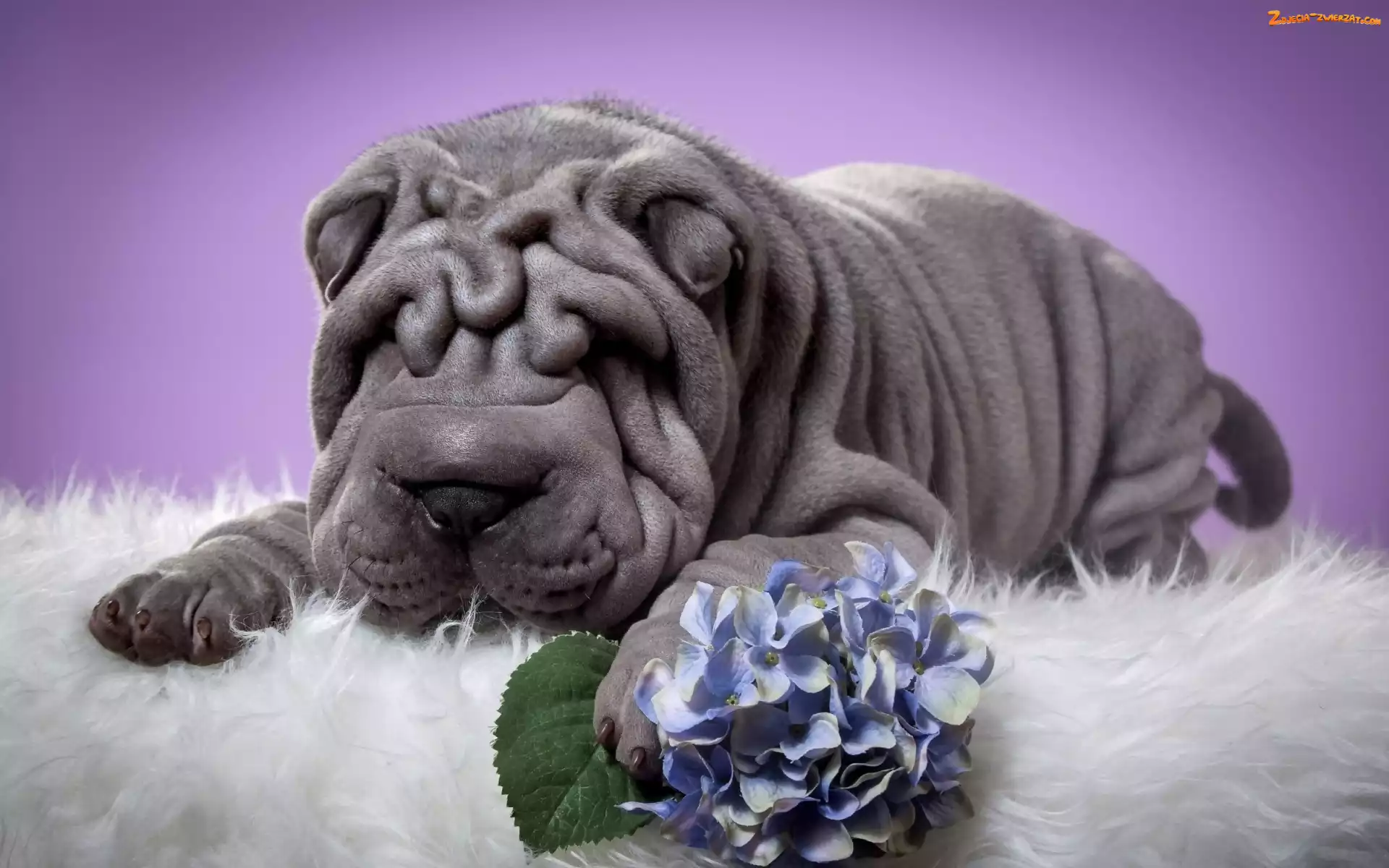 Shar Pei, Hortensja, Pies, Kwiat