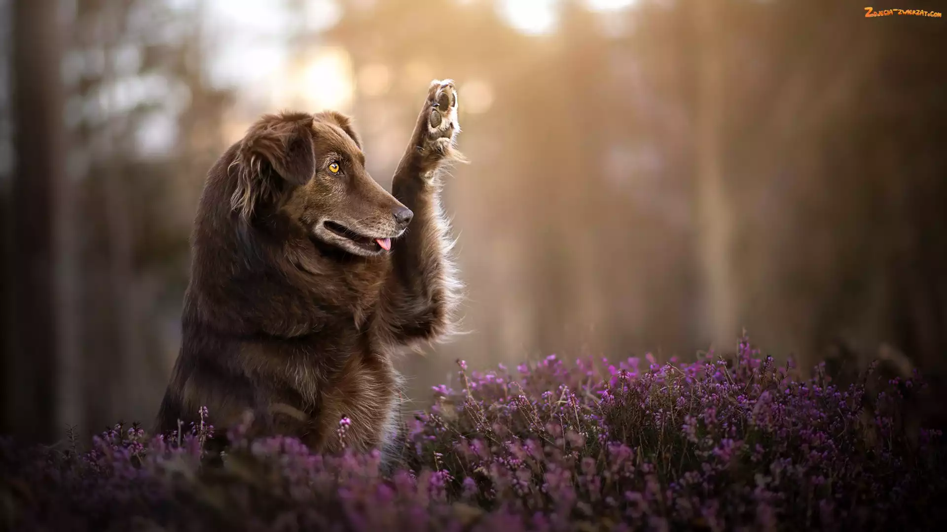 Australian shepherd, Owczarek australijski, Wrzos, Pies, Brązowy