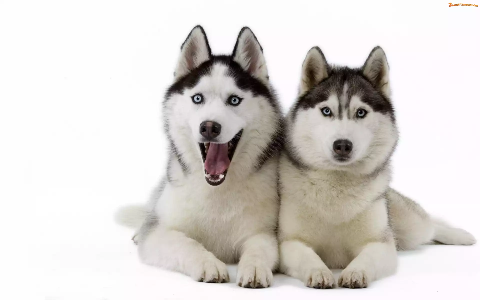 Siberian Husky, Dwa, Szczeniaki