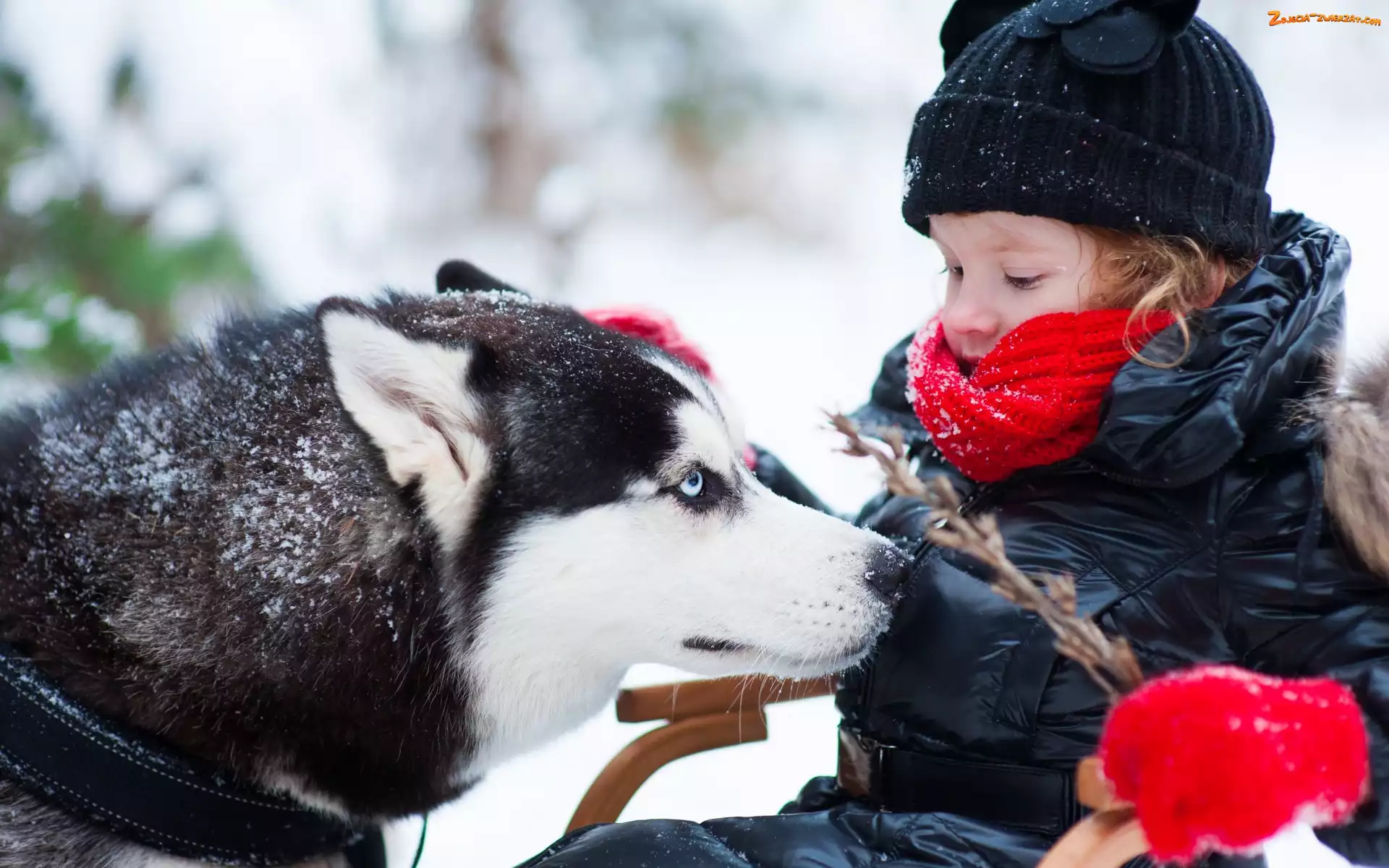Siberian Husky, Pies, Zima, Dziecko, Gałązka