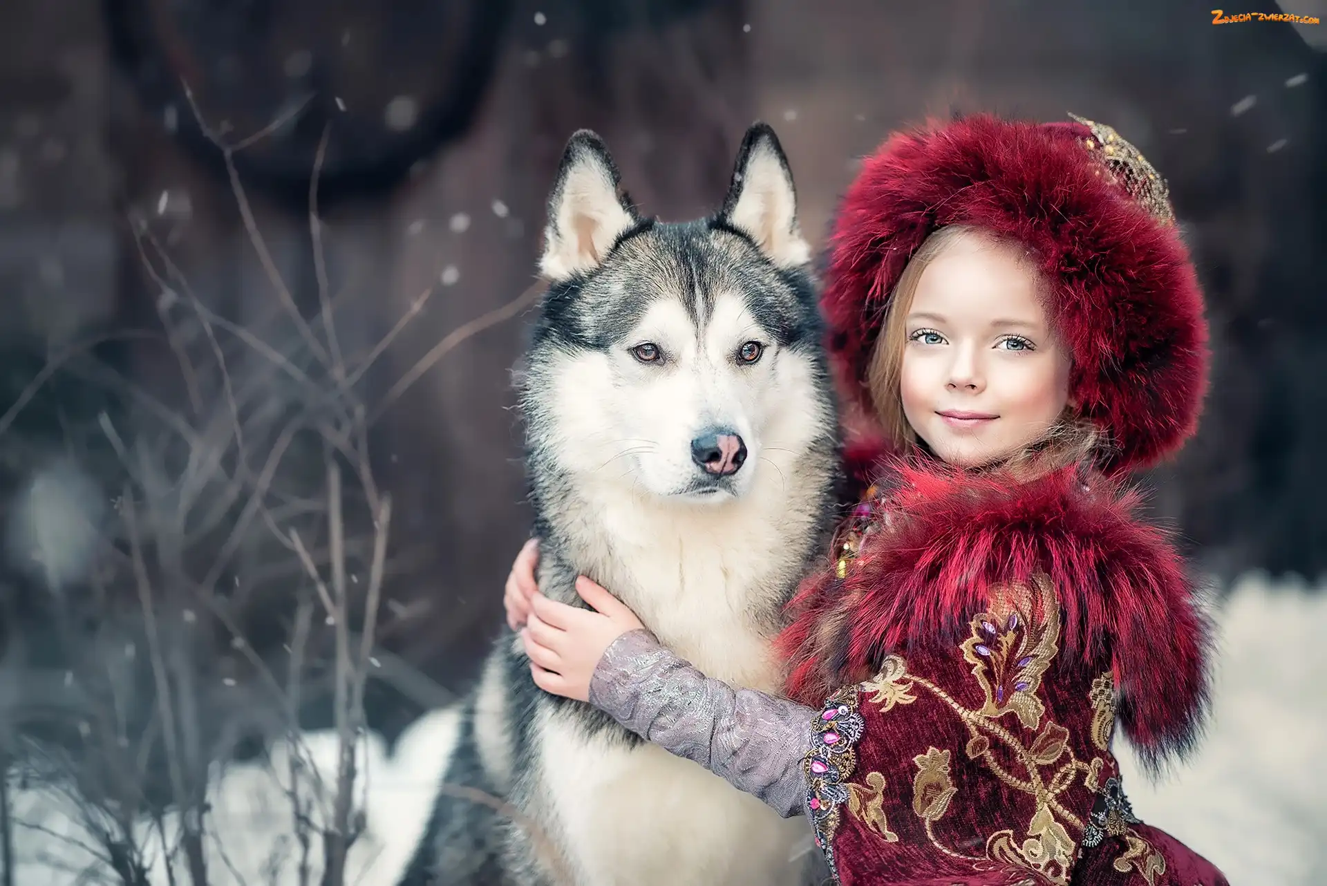 Siberian husky, Dziewczynka, Pies