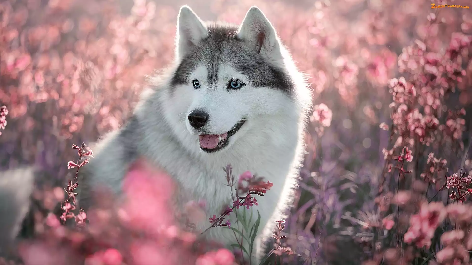 Pies, Siberian husky, Kwiaty, Różowe