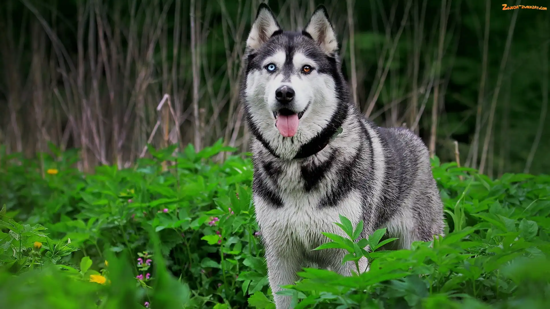 Siberian Husky, Las, Pies