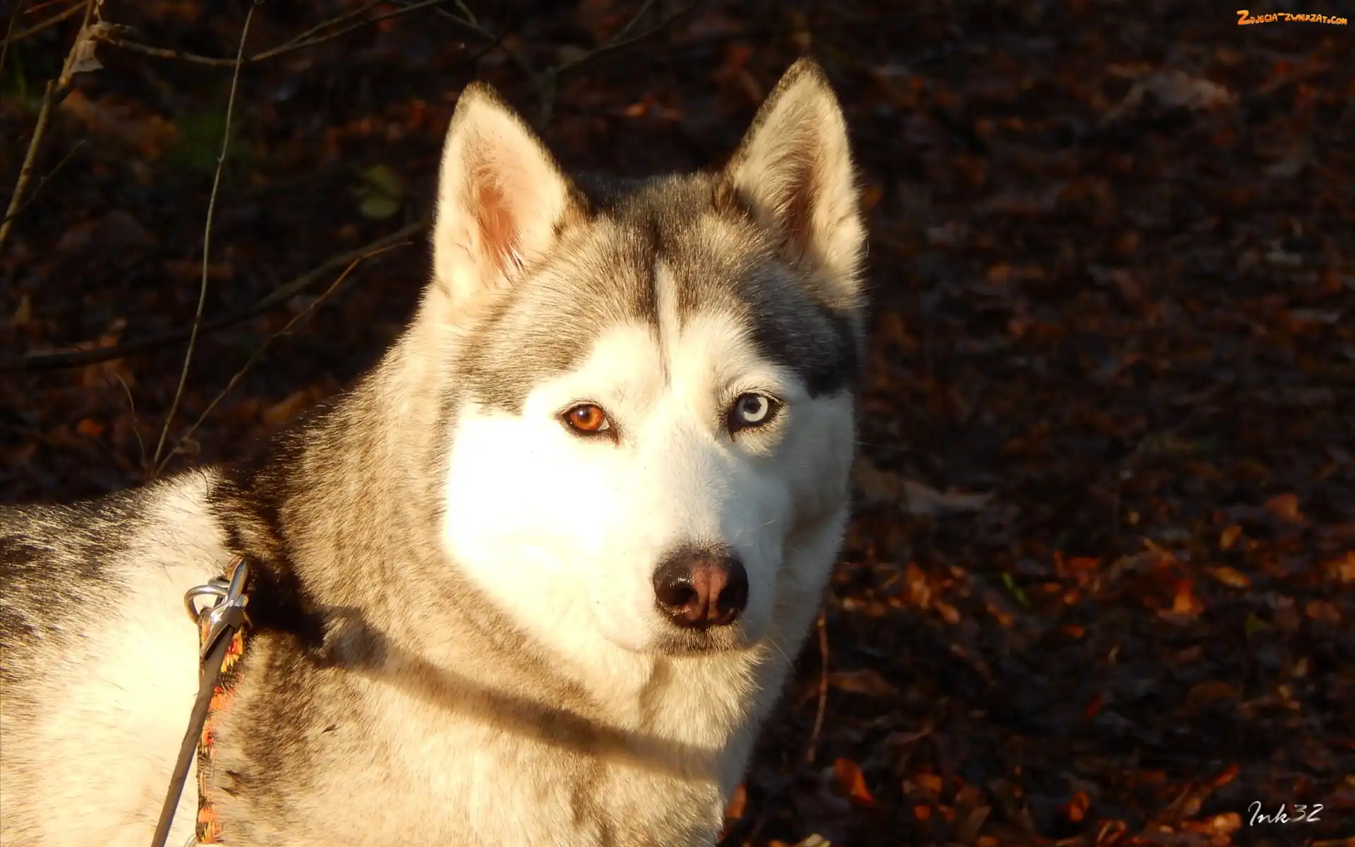Mordka, Siberian, Husky