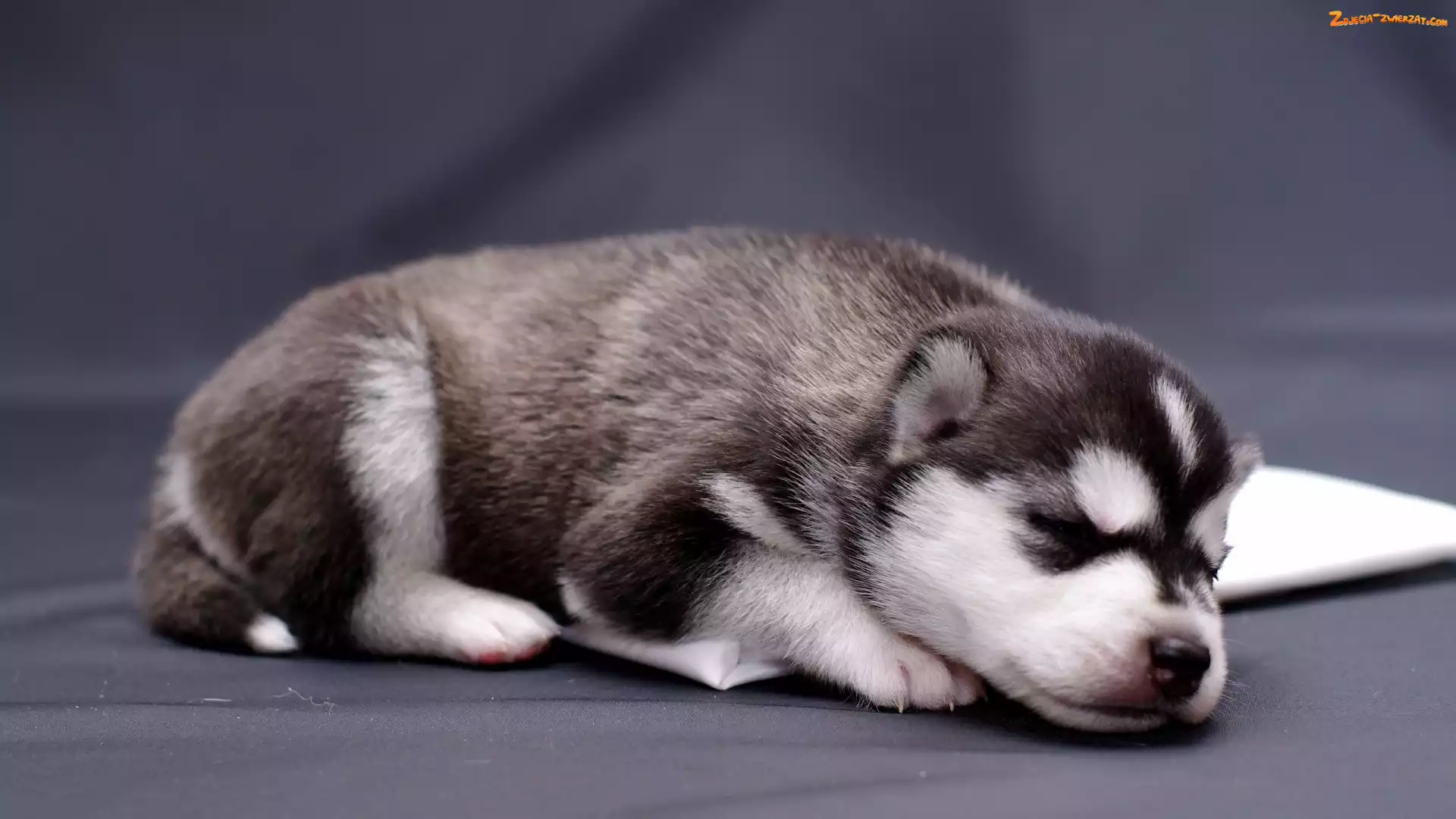 Siberian Husky, Śpiący, Szczeniak