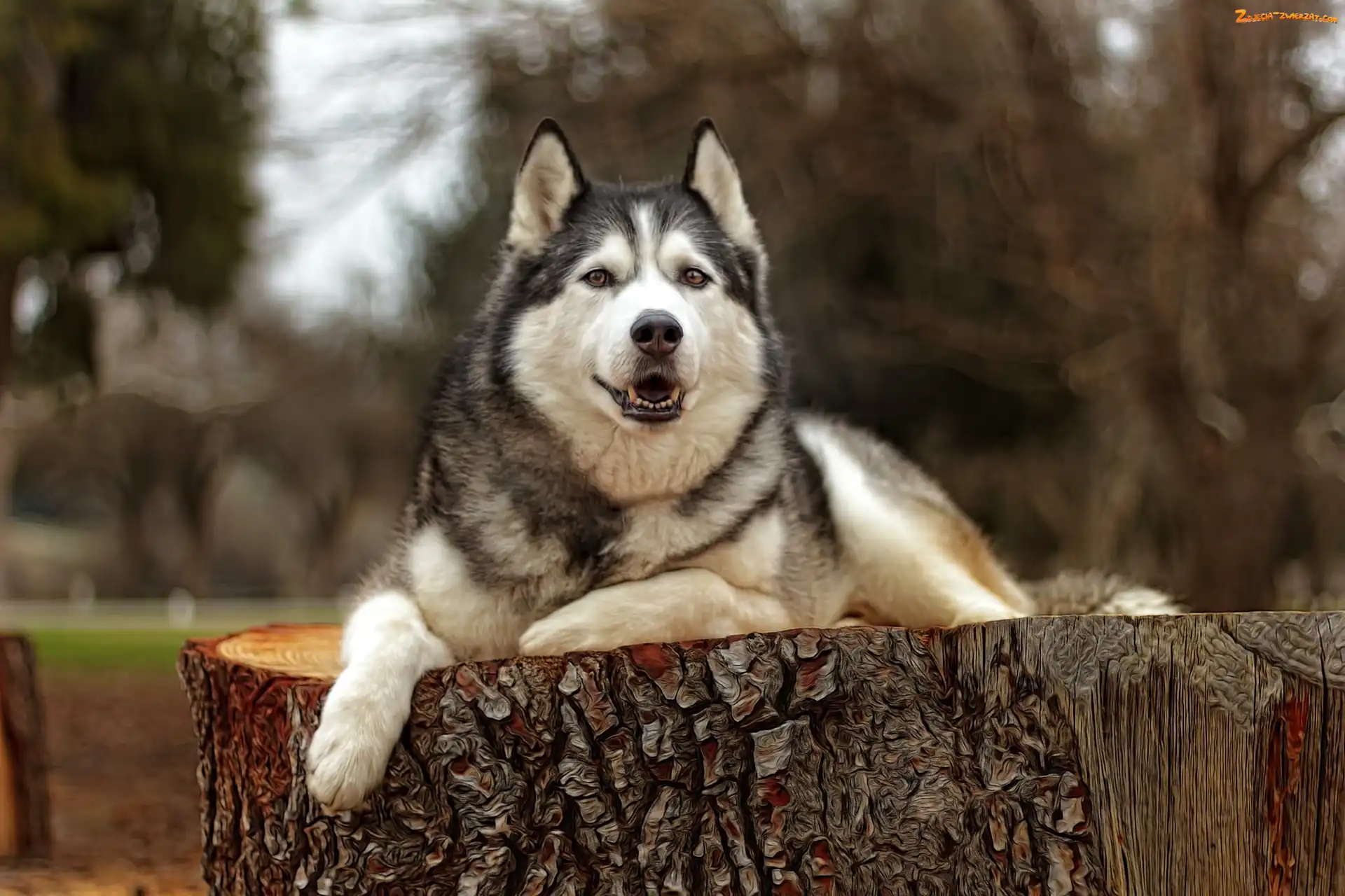 Siberian husky, Efekt graficzny, Pies, Pień