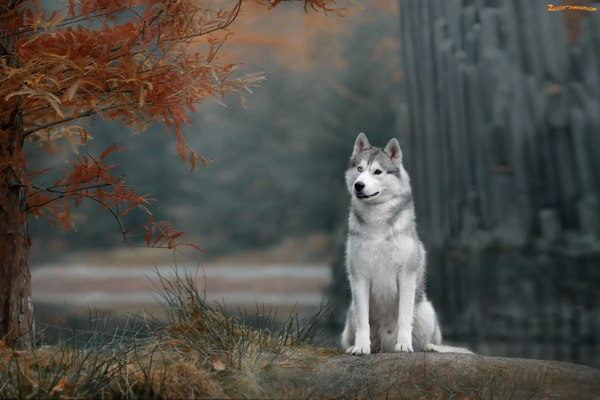 Siberian husky, Gałęzie, Pies, Drzewo