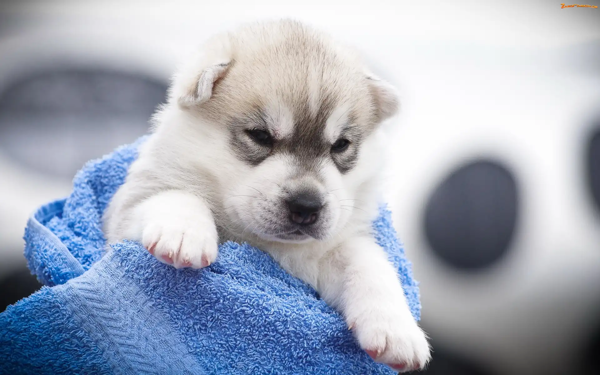Siberian Husky, Koc, Szczeniak, Pies, Niebieski