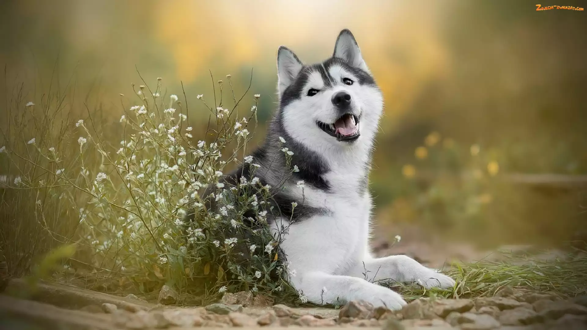 Siberian husky, Kwiatki, Pies, Białe
