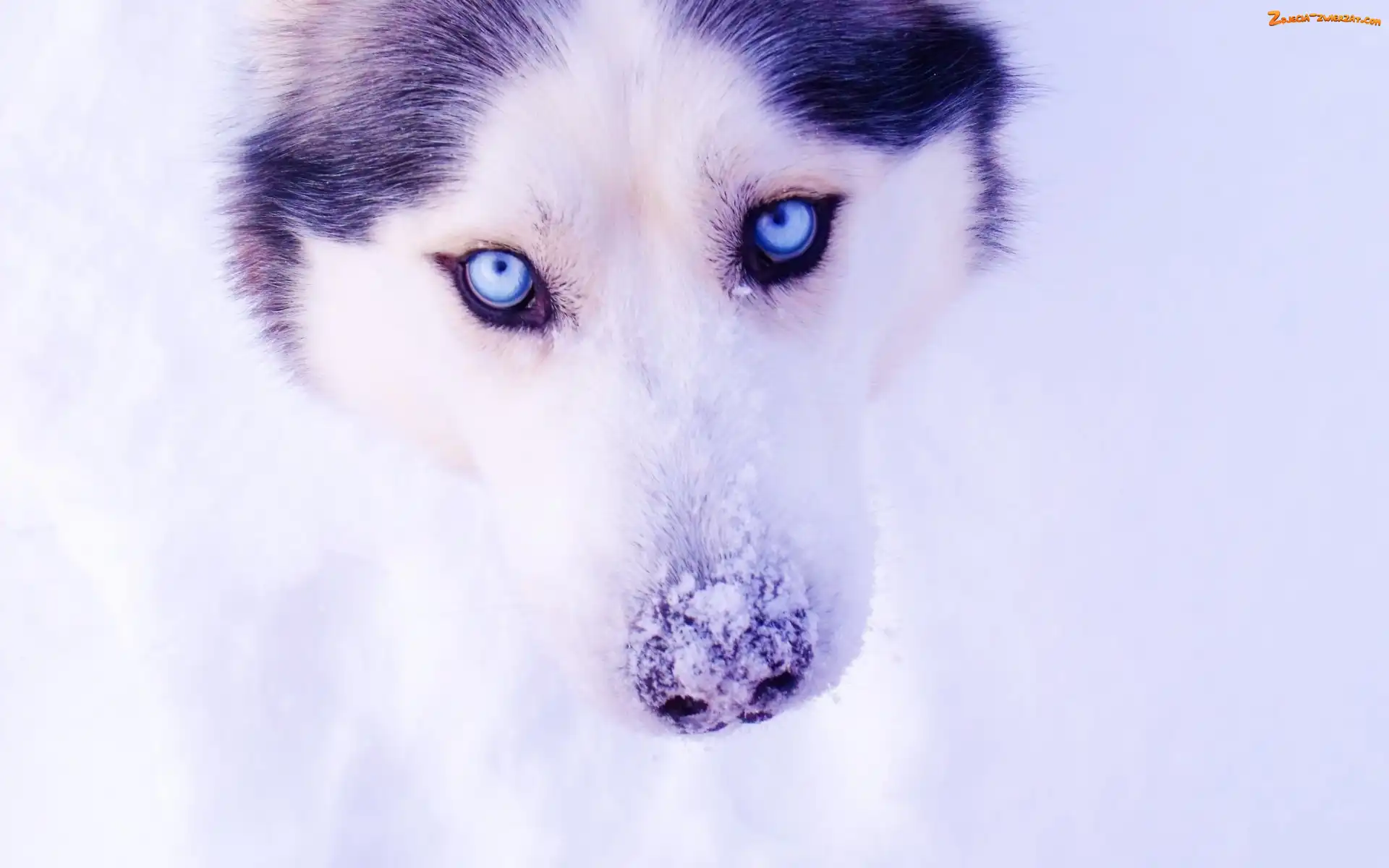 Siberian Husky, Śnieg, Pies, Zima
