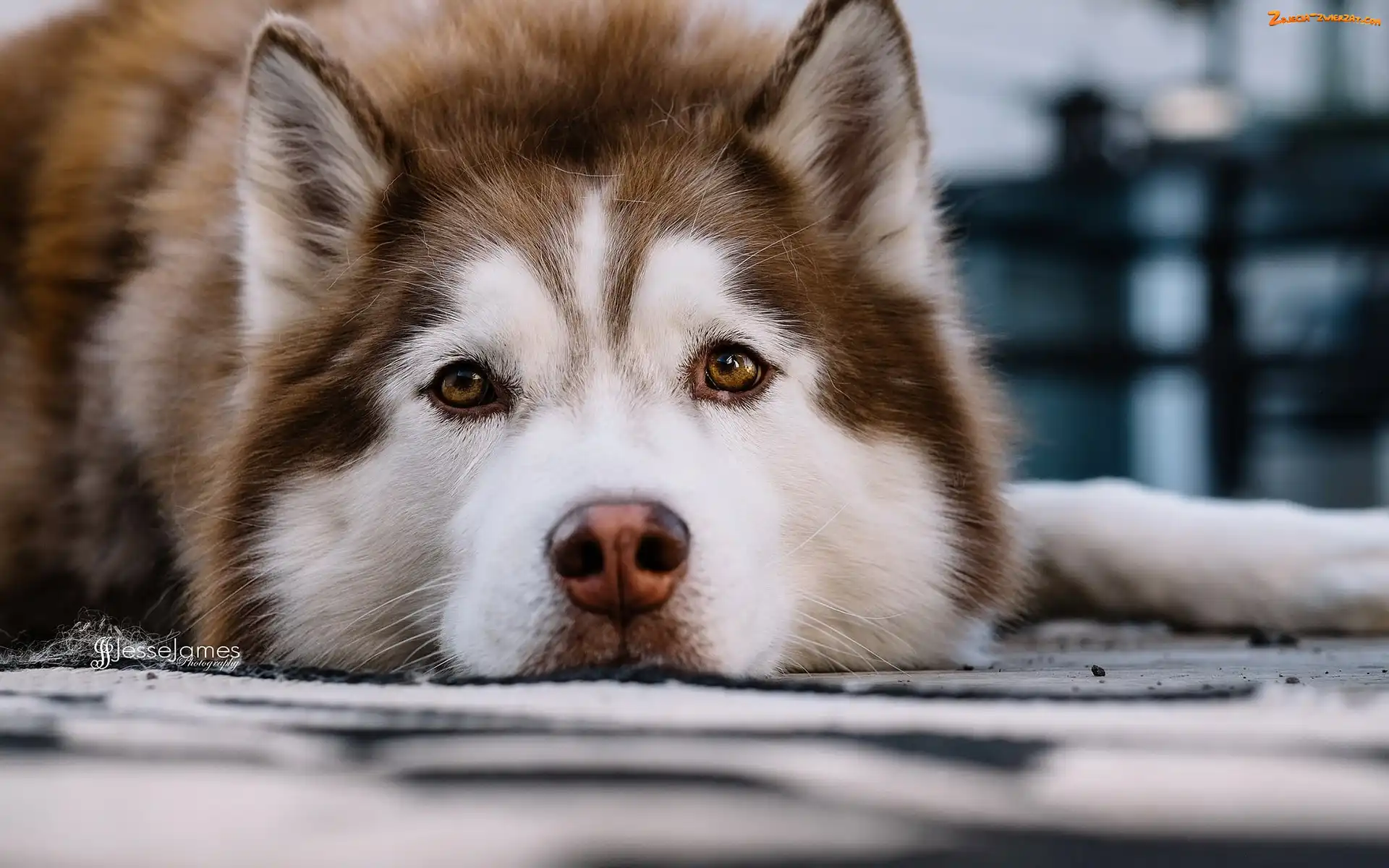 Piesek, Siberian Husky