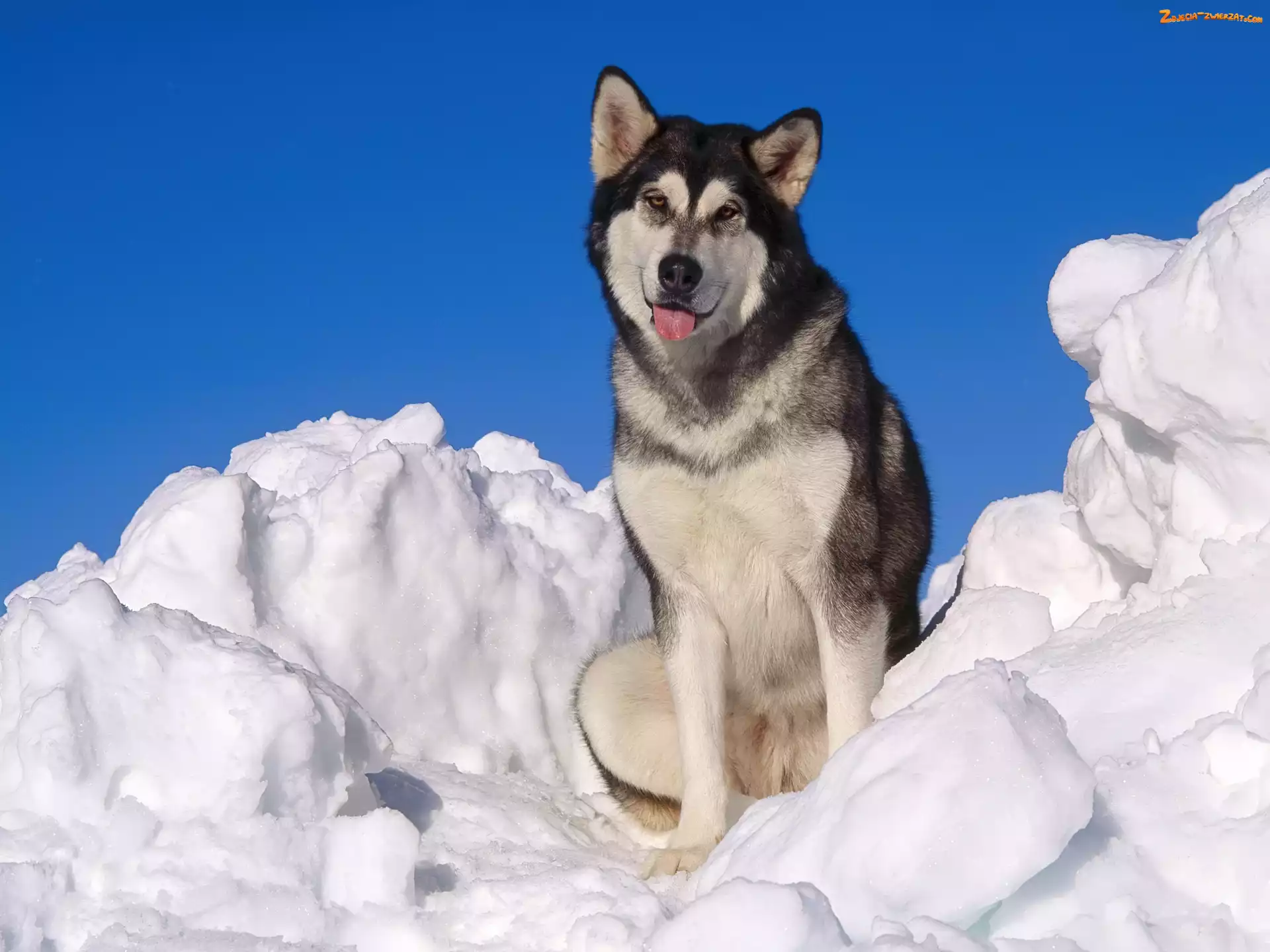 Śnieg, Piesek, Siberian Husky