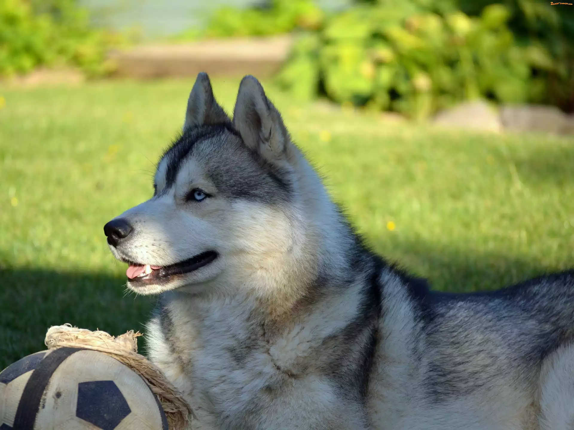 Piłka, Siberian, Husky