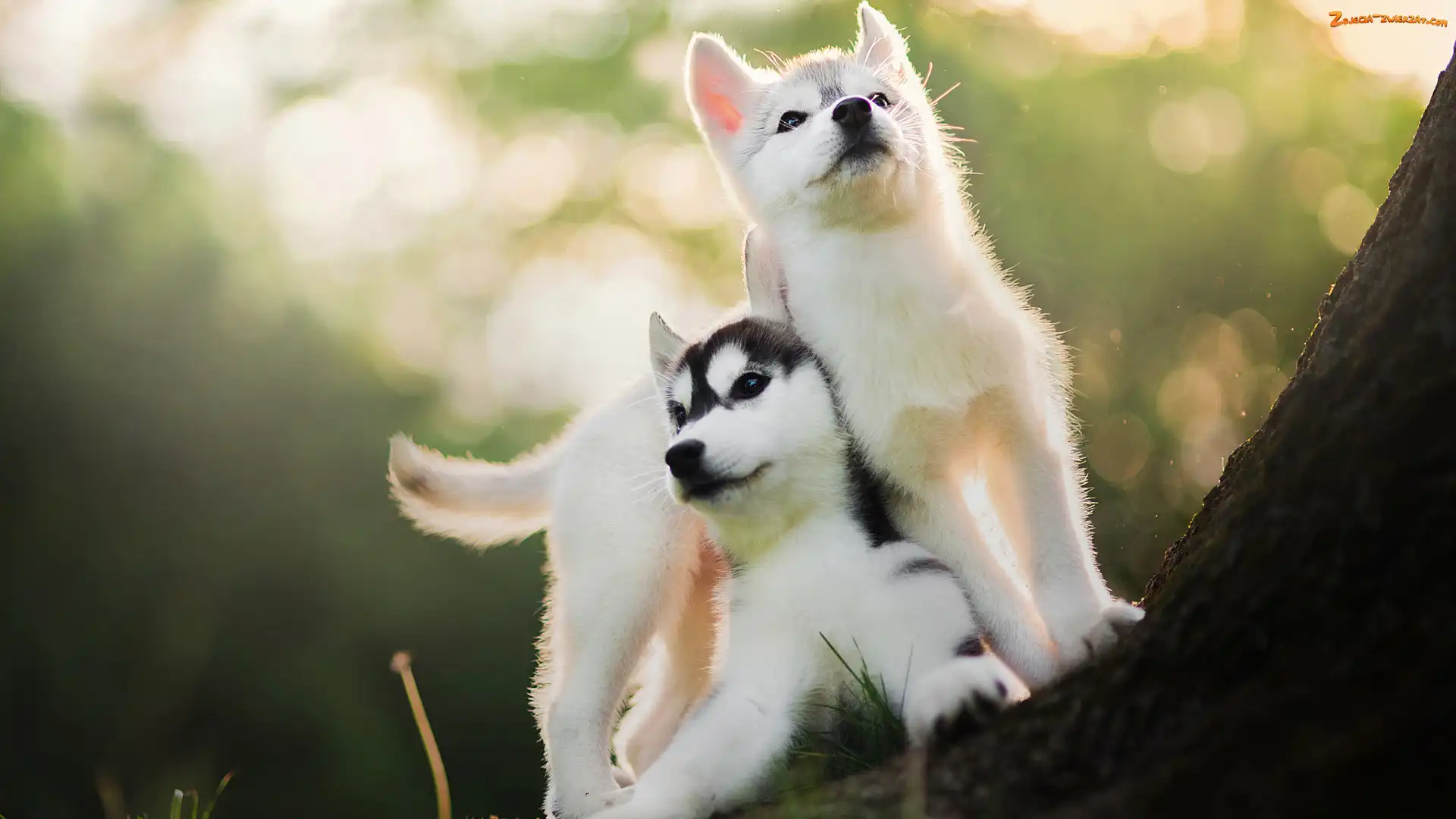 Siberian Husky, Psy, Szczeniaki