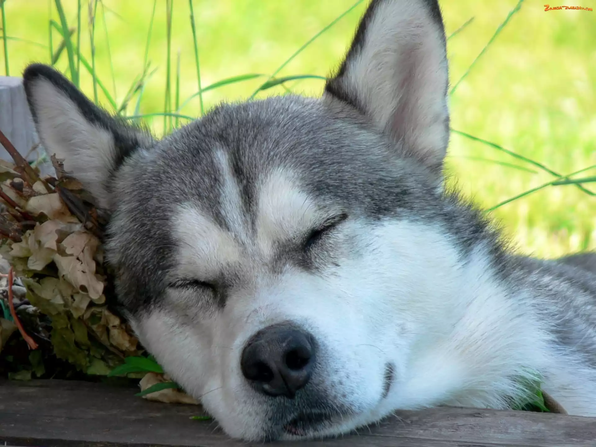 Sen, Siberian, Husky