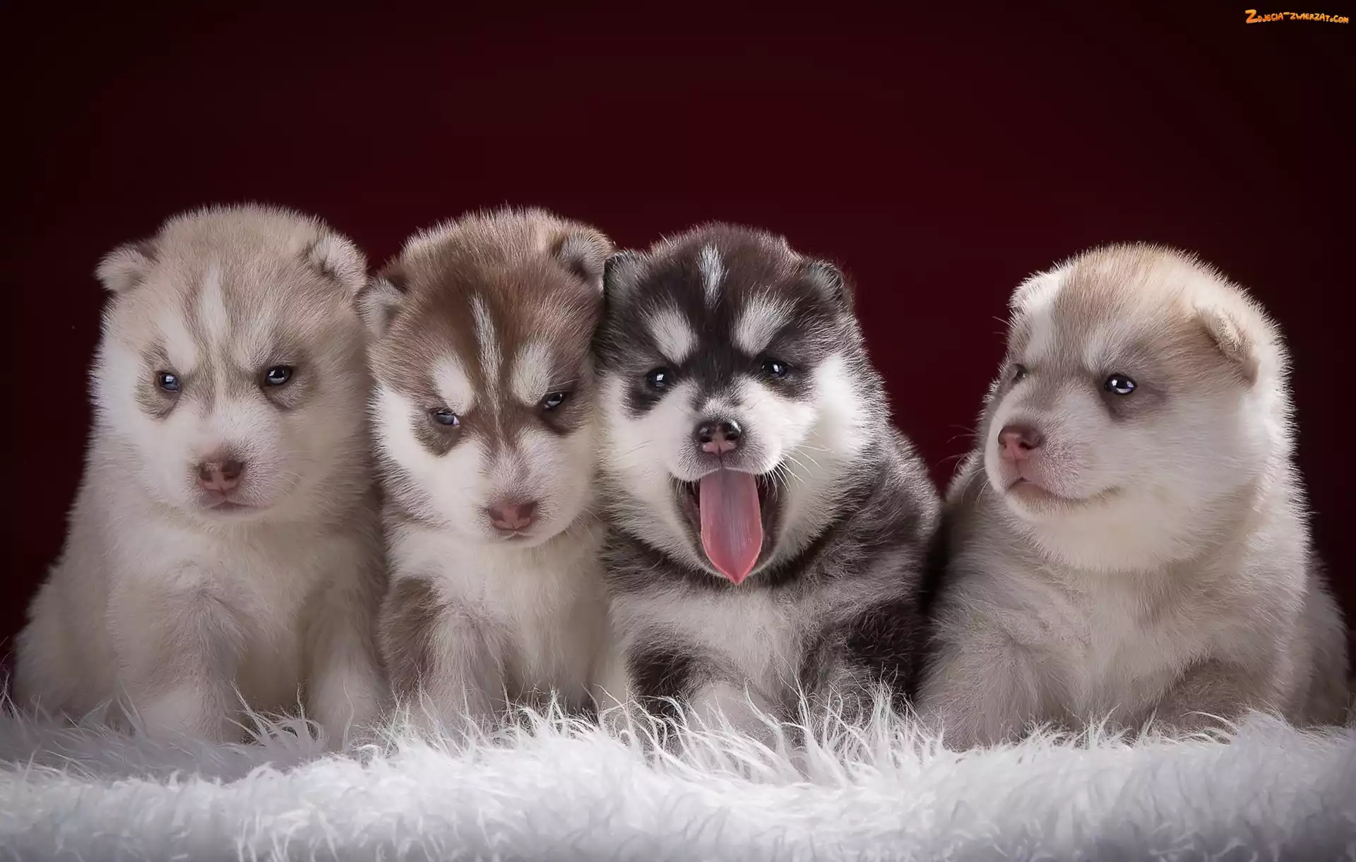 Siberian Husky, Słodkie, Szczeniaczki