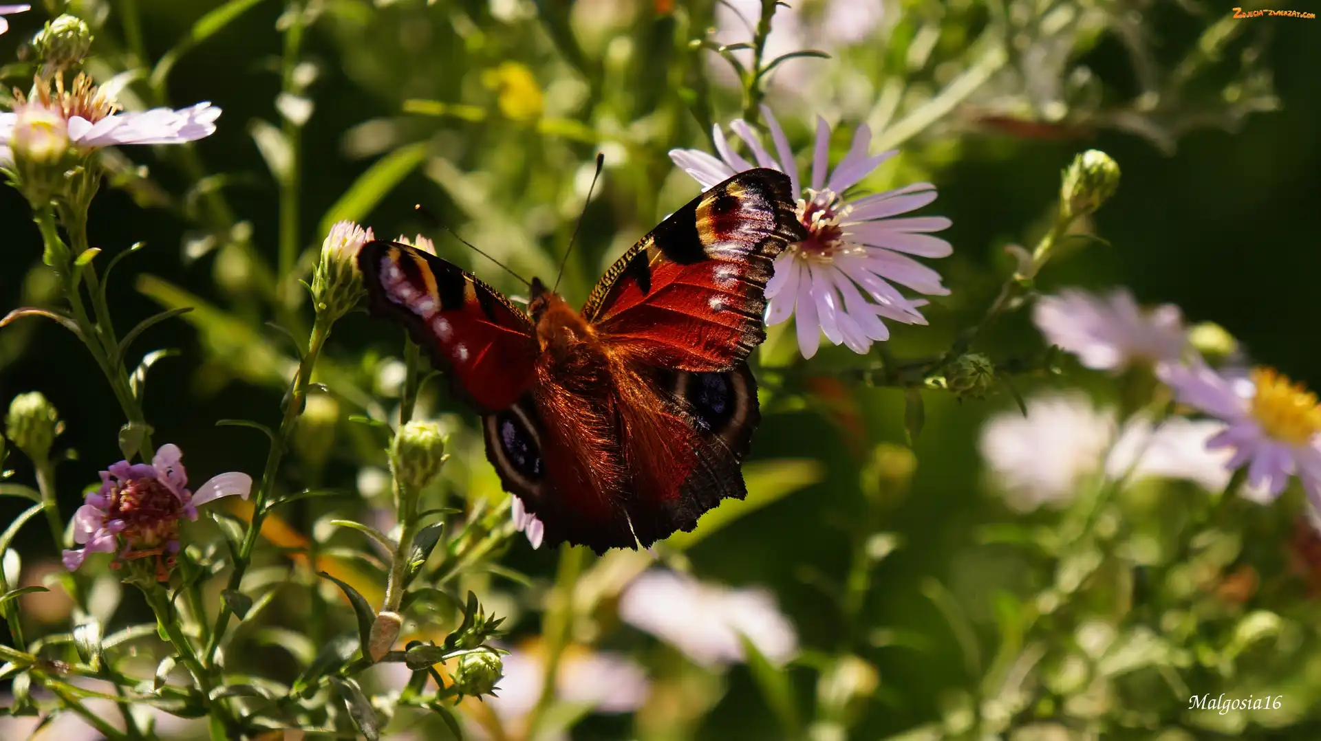 Astry, SiedzÄ…cy , Motyl