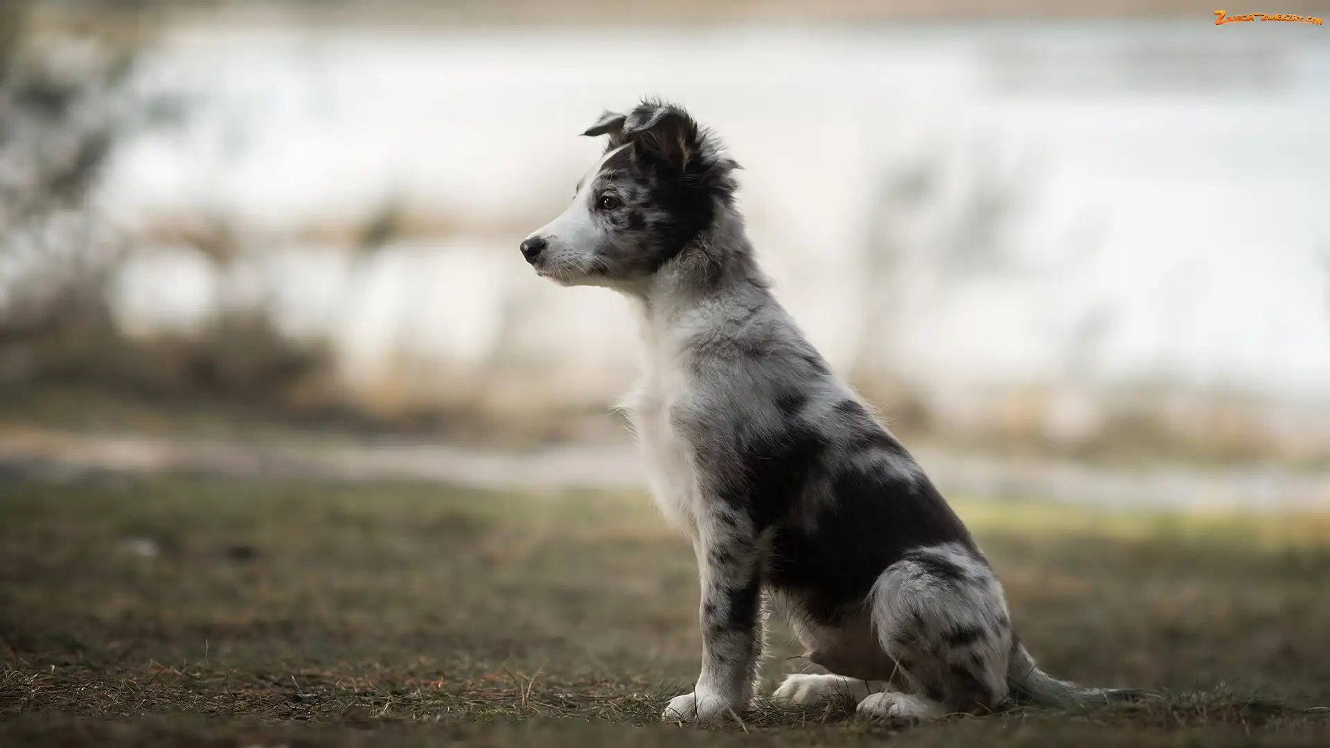 Siedzący, Border collie, Pies, Szczeniak