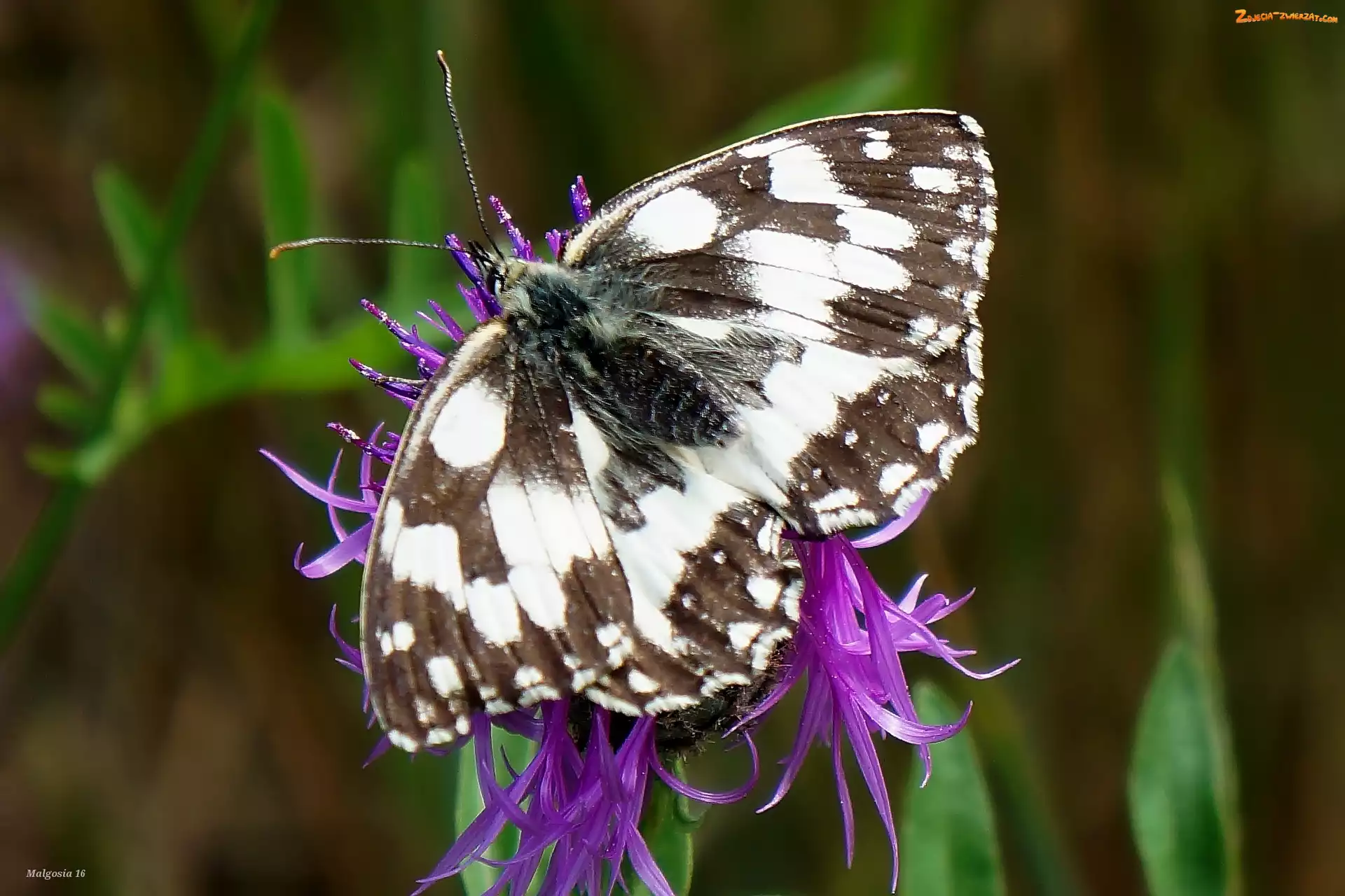 Skrzydła, Siedzący, Motyl