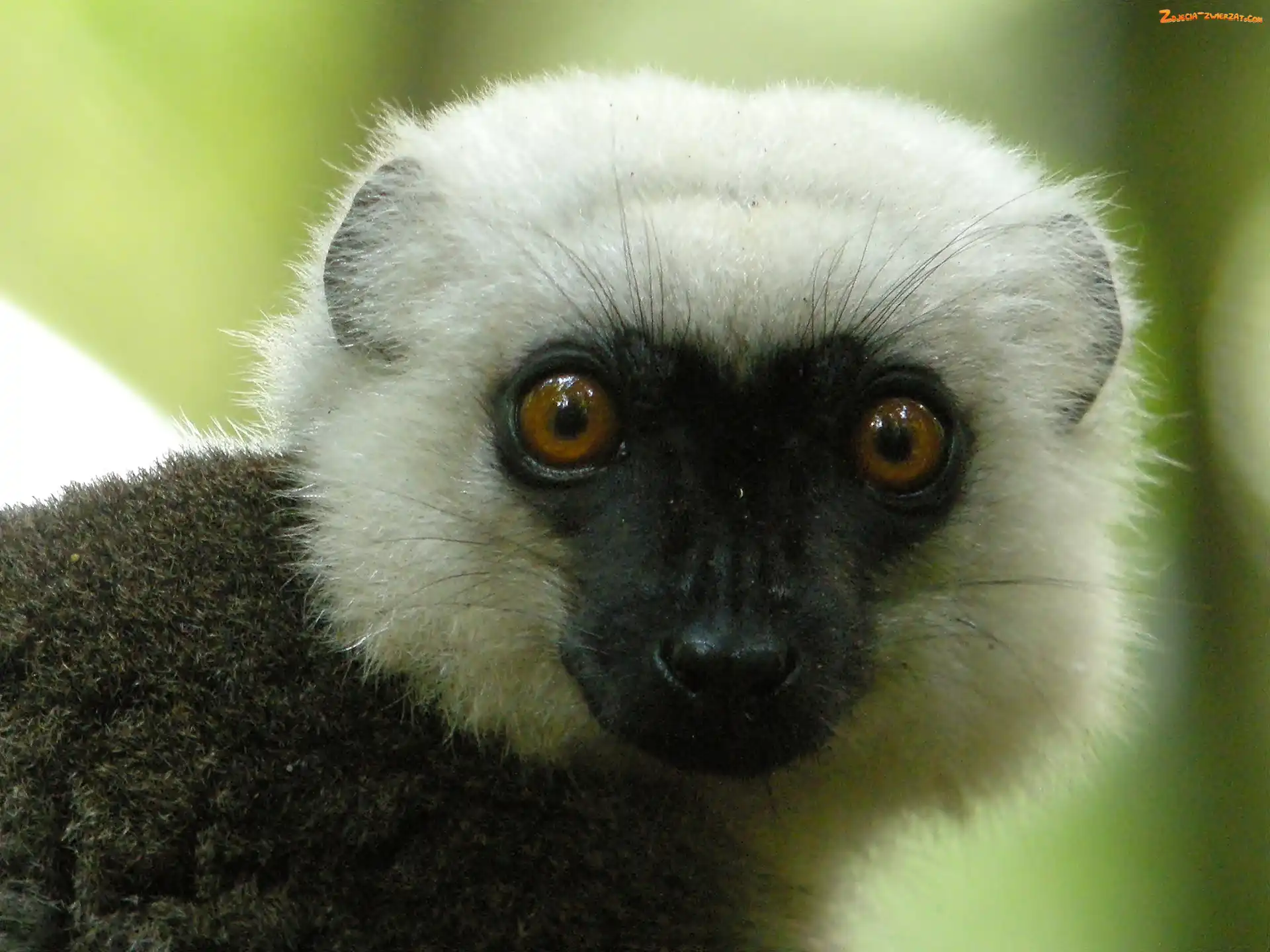 Sifaka, Oczy, Lemur, Głowa