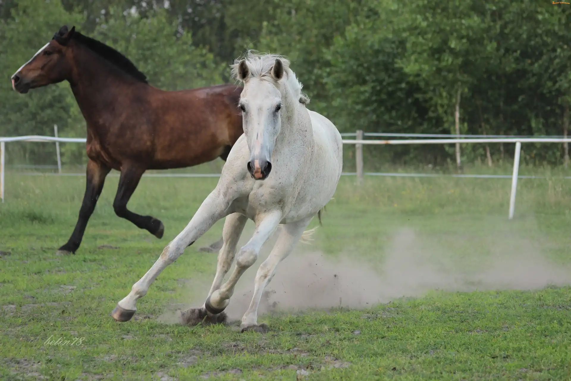 Siwa, Pastwisko, Klacz, Galop