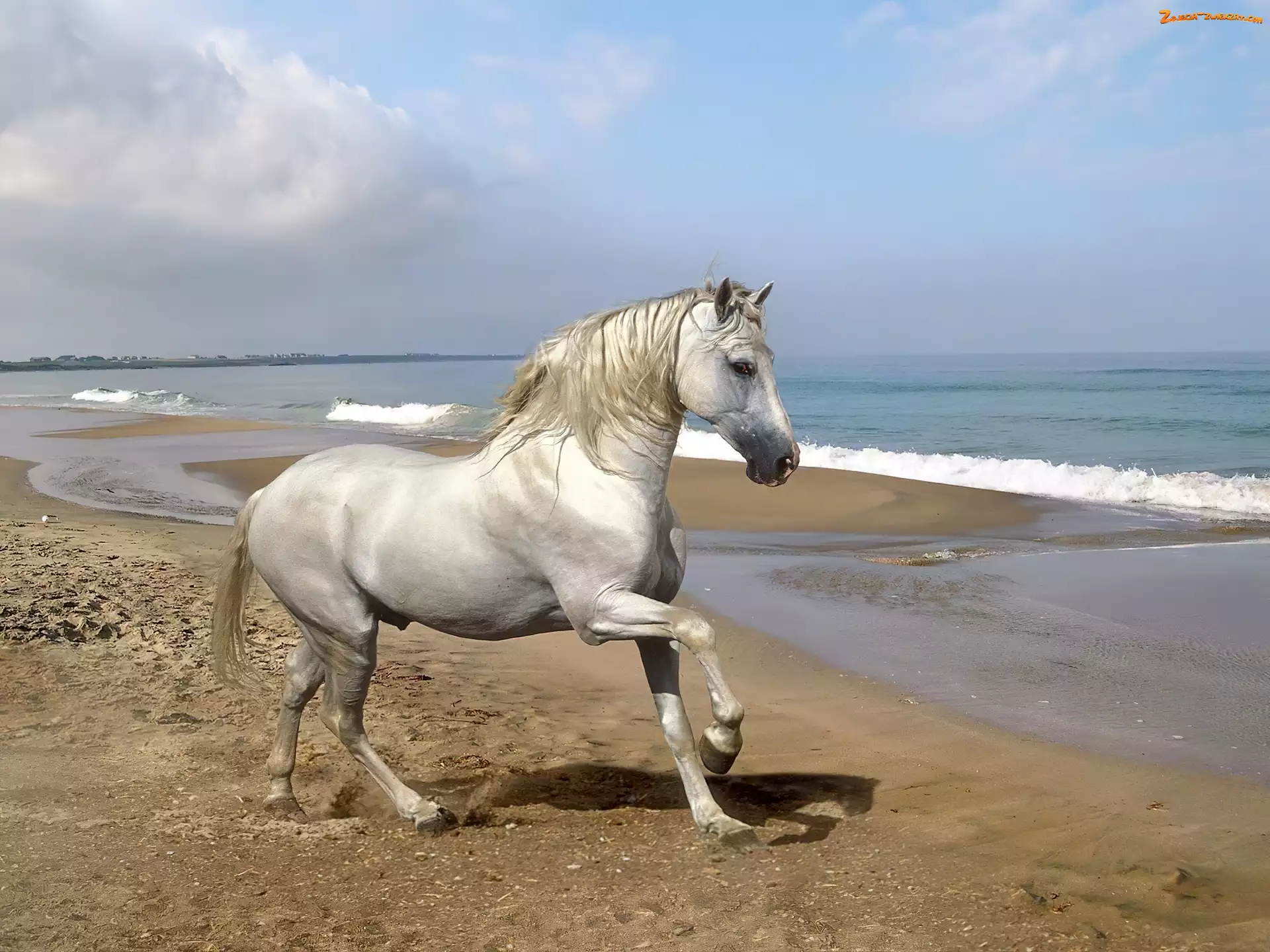 Morze, Siwek, Plaża