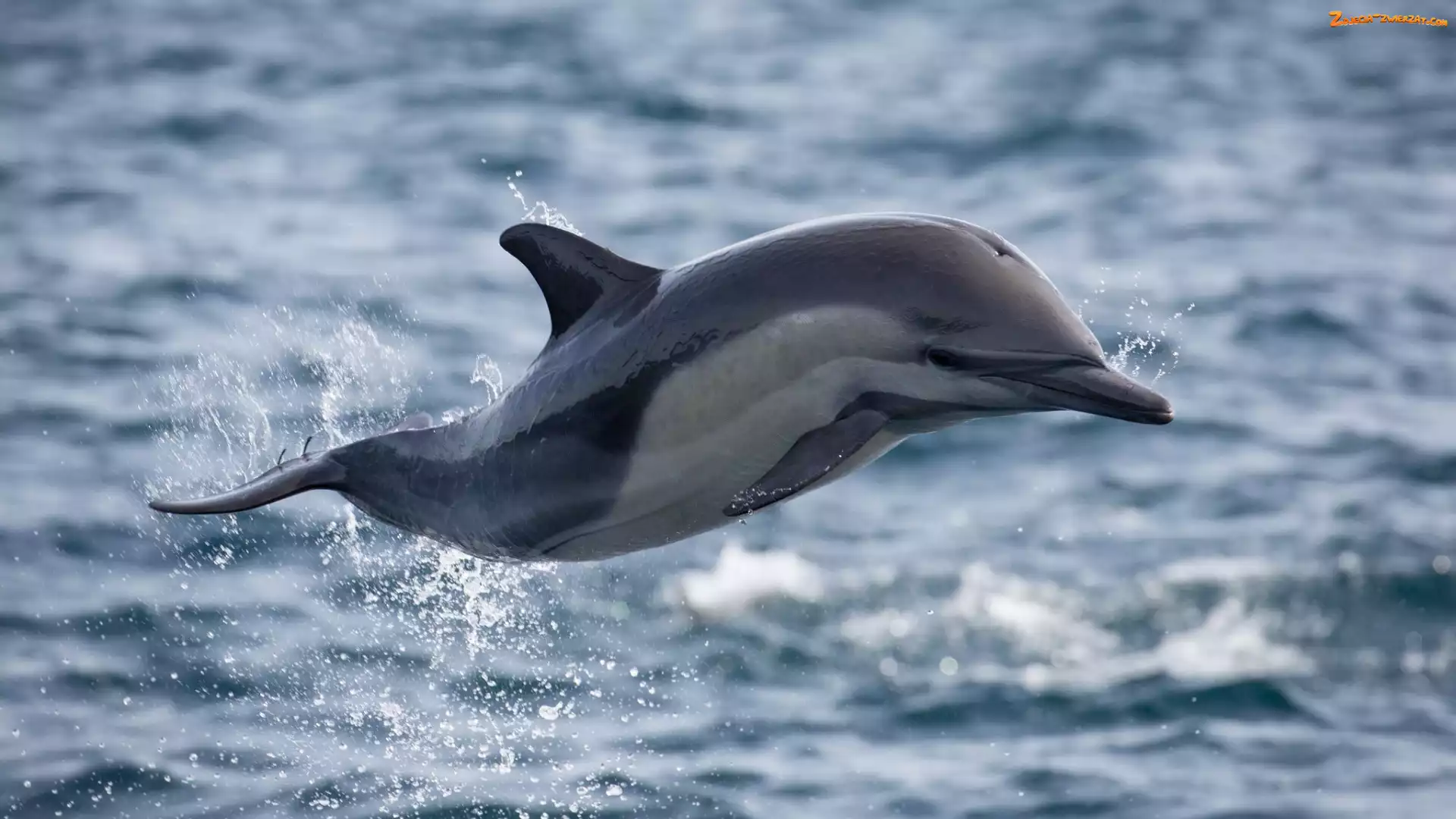 SkaczÄ…cy, Delfin