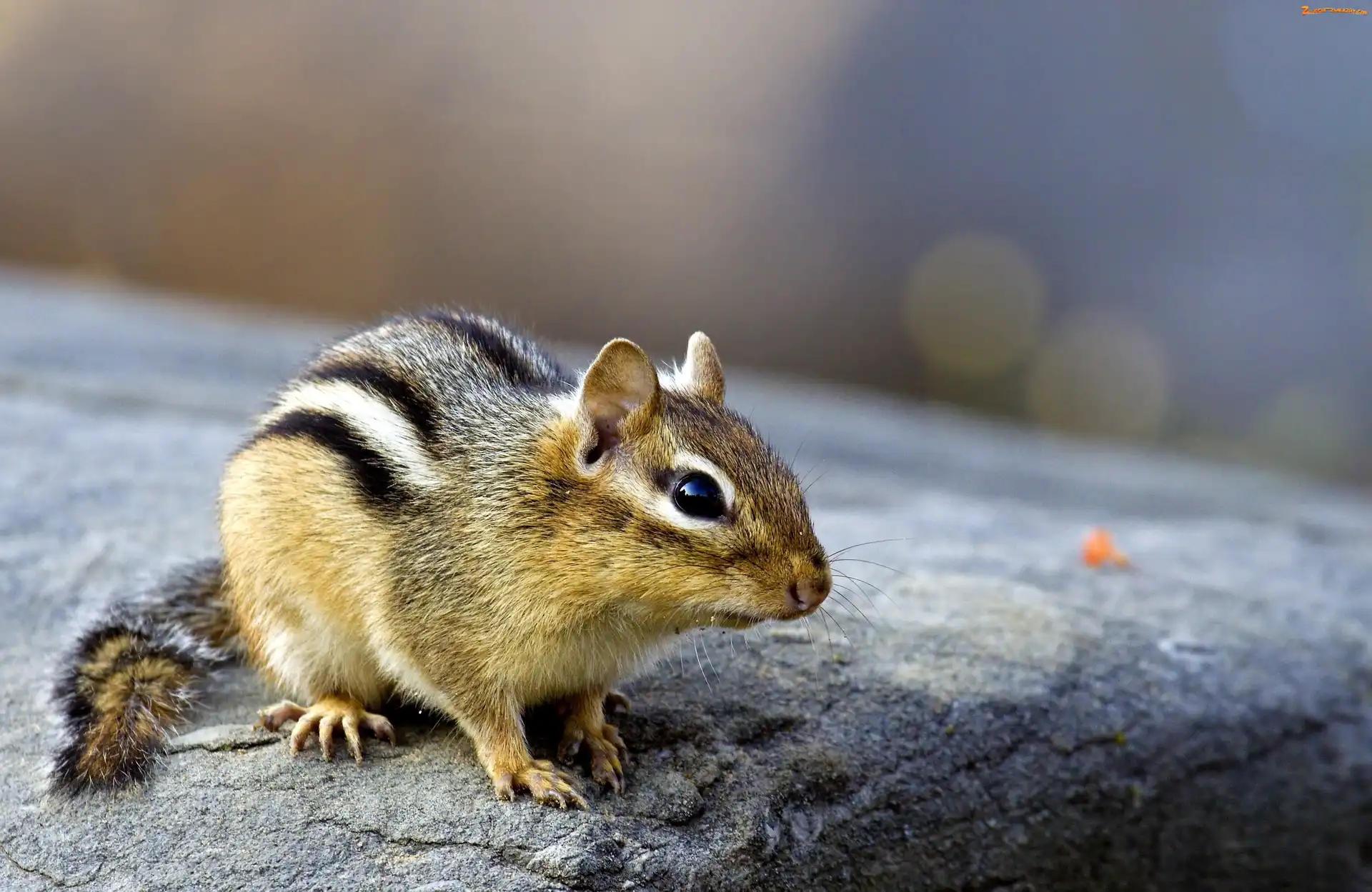 Chipmunk, Skała, Mały