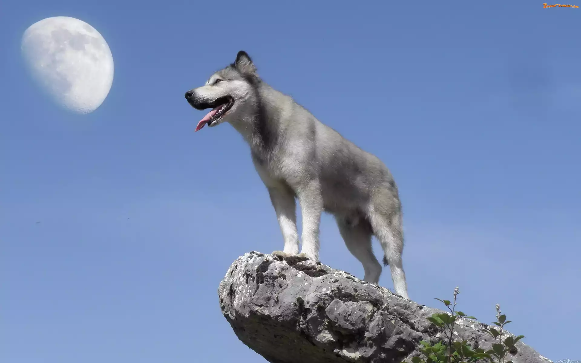 Skała, Niebo, Husky, Księżyc