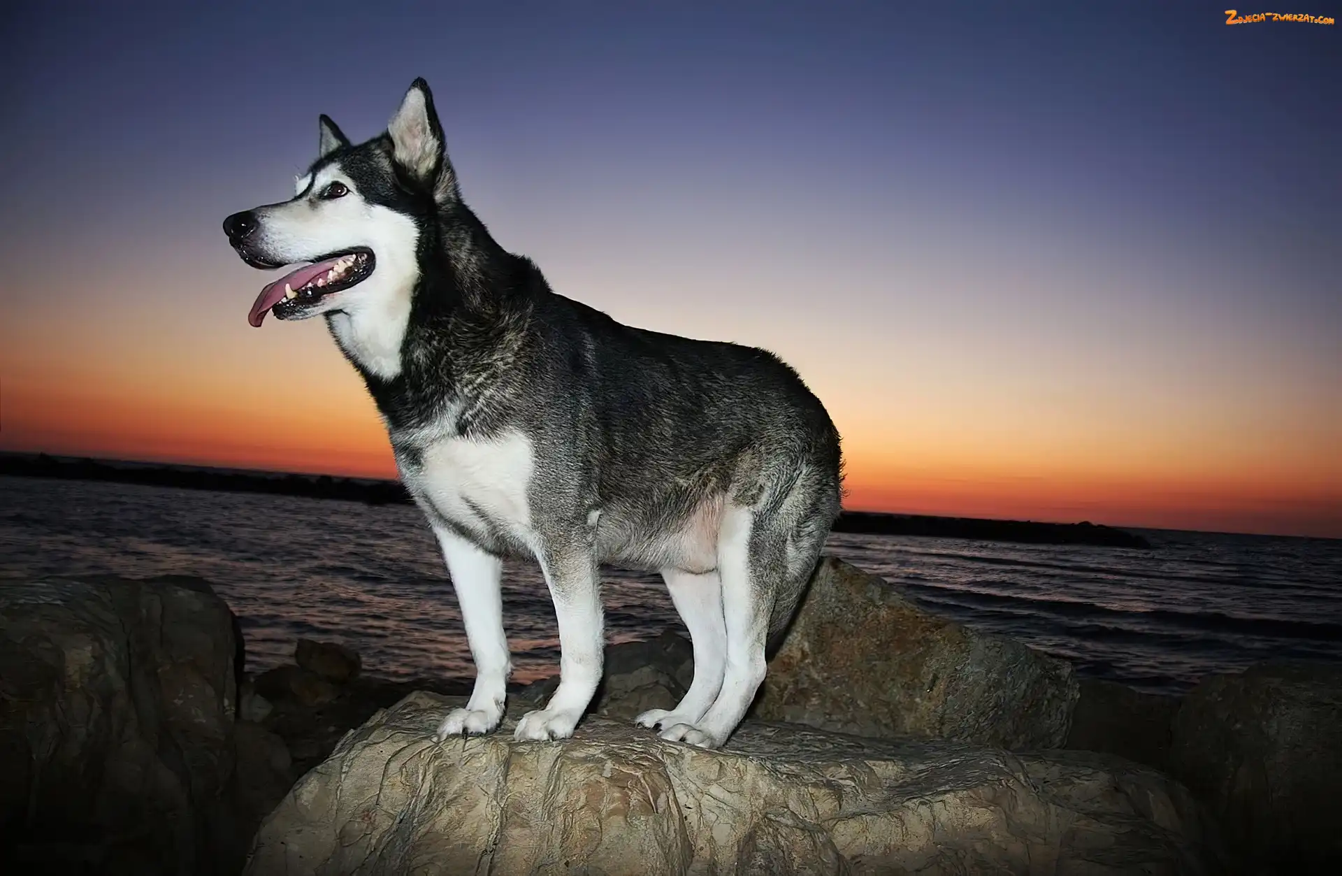 Skała, Zachód Słońca, Siberian Husky, Morze