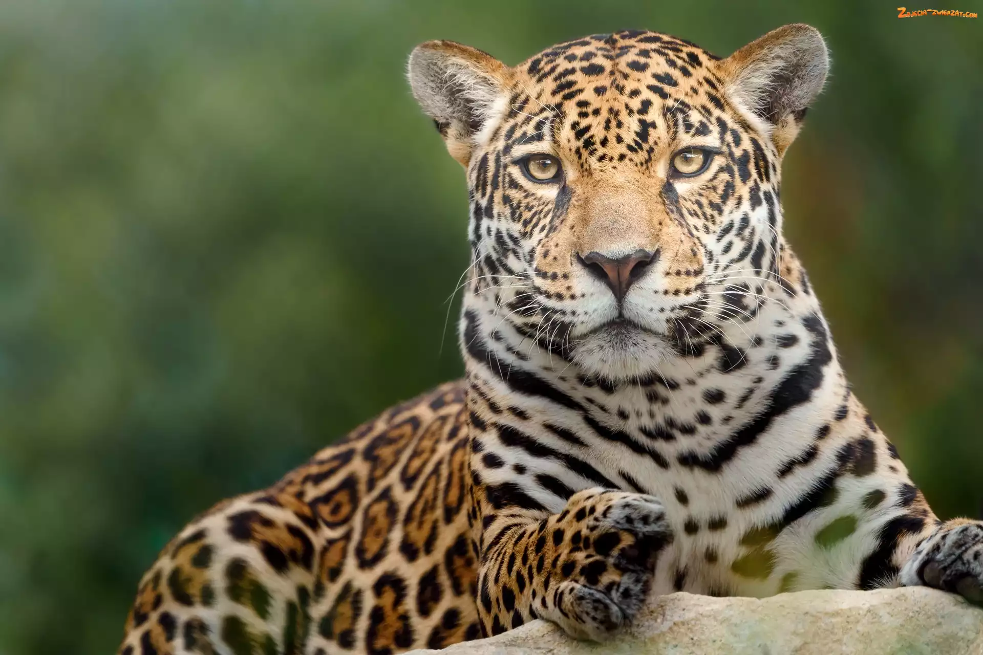 Skała, Leżący, Jaguar