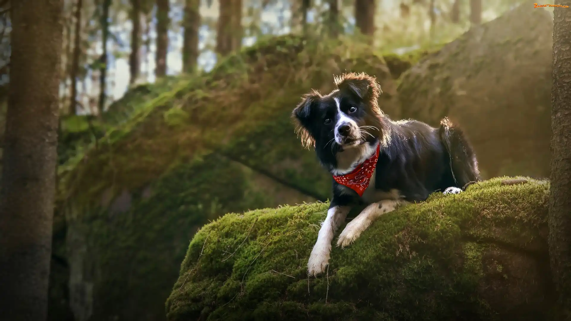 Skała, Omszała, Border collie, Pies, Chustka