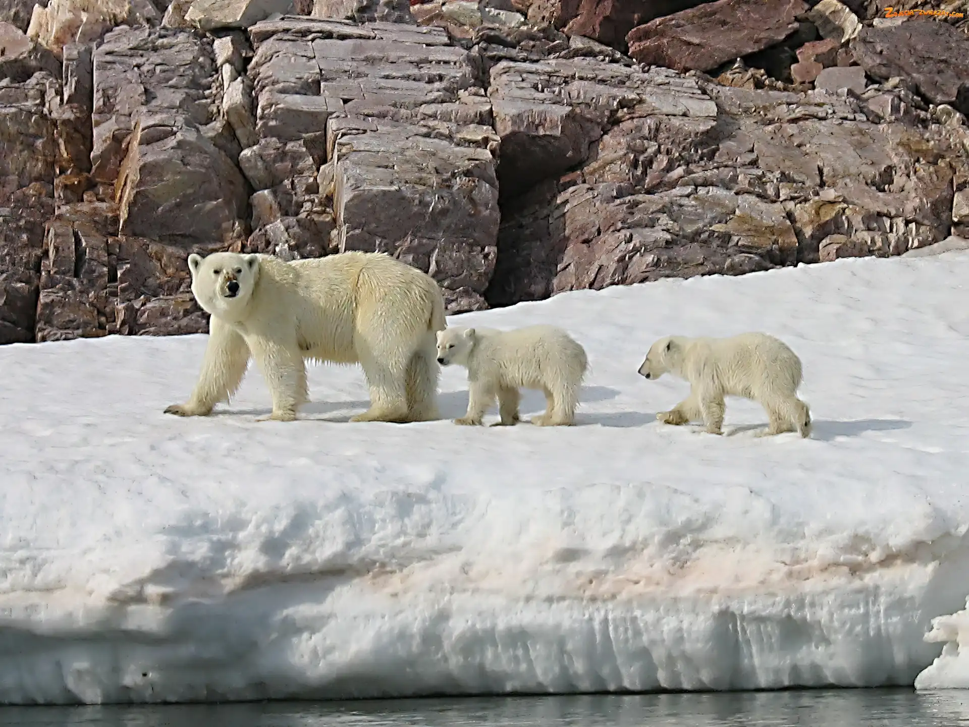 Skała, Lód, Mama, Niedzwiedź Polarny, Dzieci