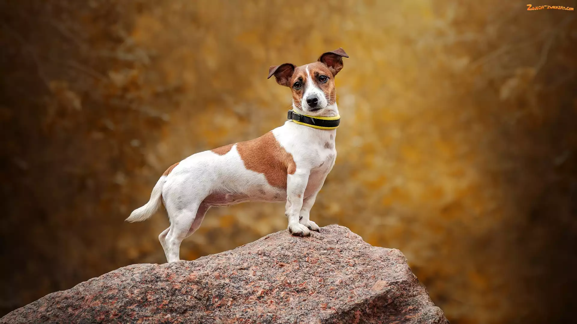 Skała, Pies, Jack Russell terier