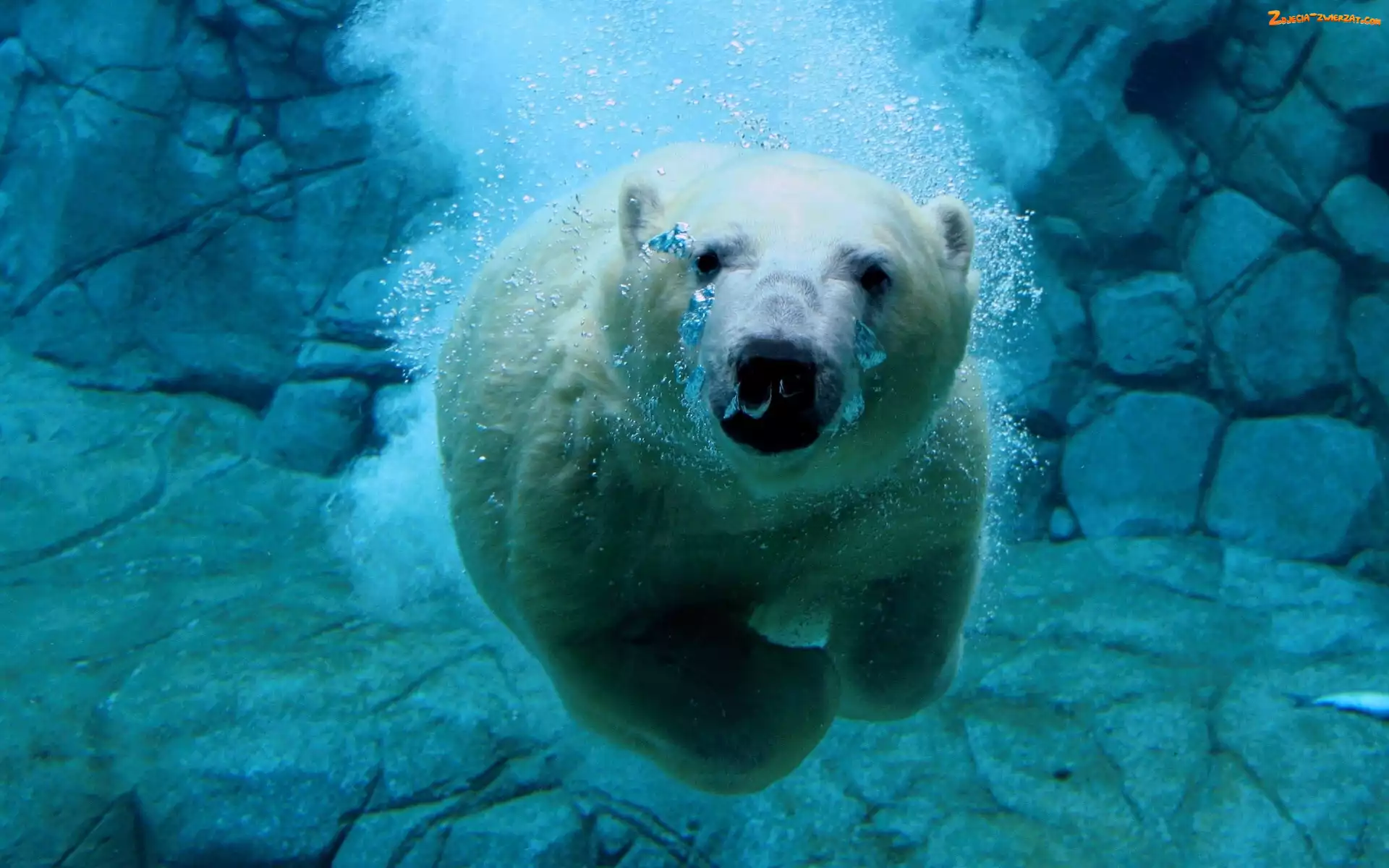 skały, Płynący, Niedźwiedź Polarny