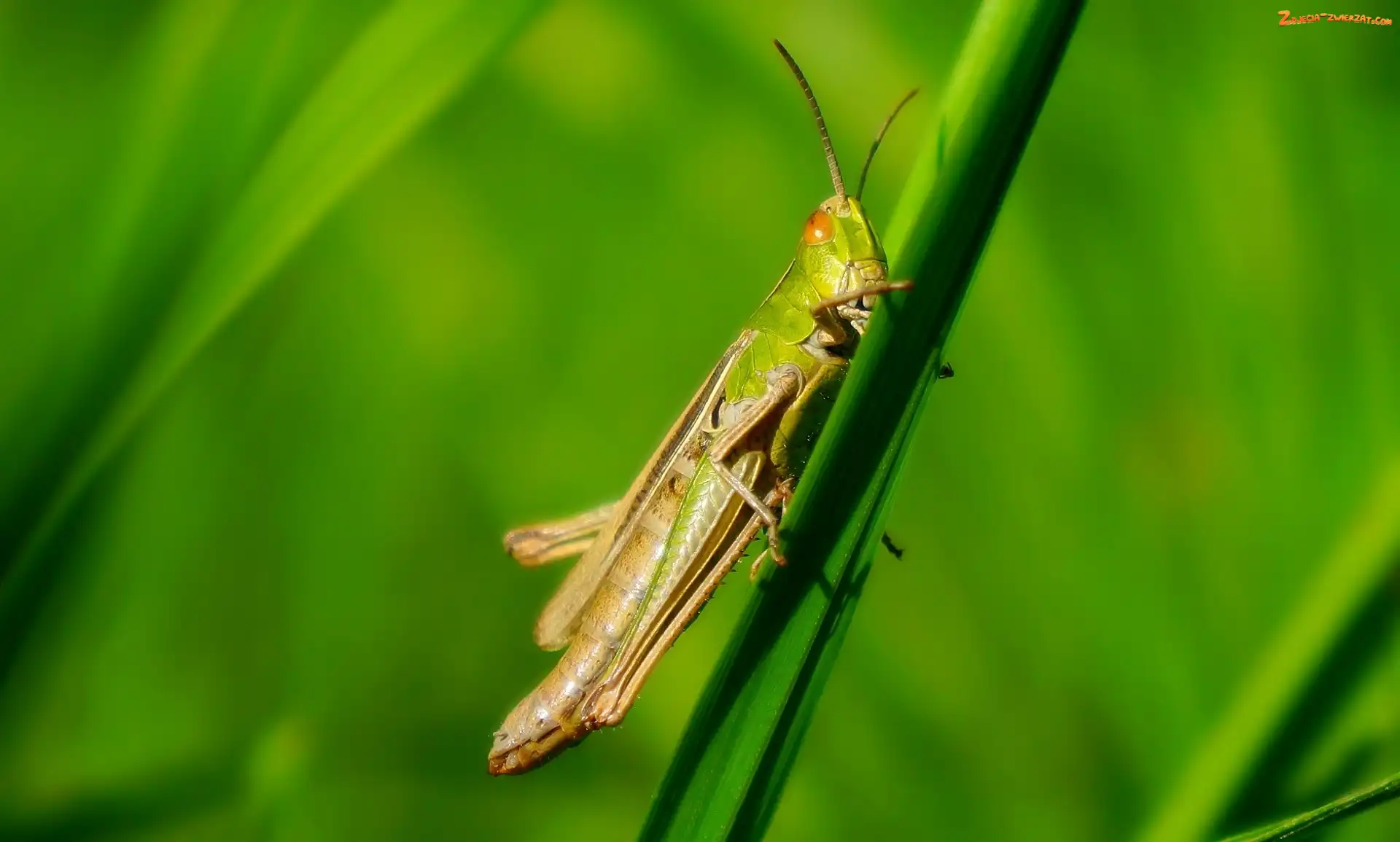 Skoczek zielony, Owad, Konik polny
