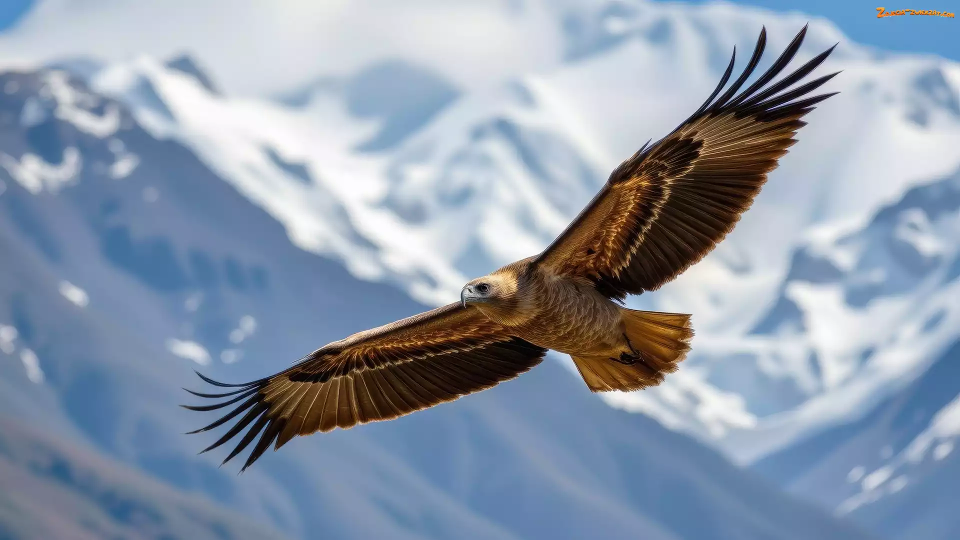 Ptak, Rozpostarte, Lot, Skrzydła