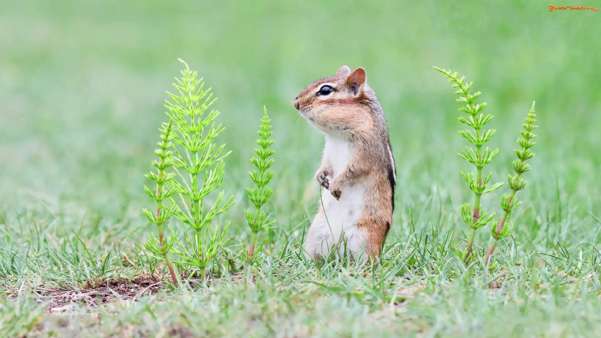 Skrzyp polny, Chipmunk, Pręgowiec