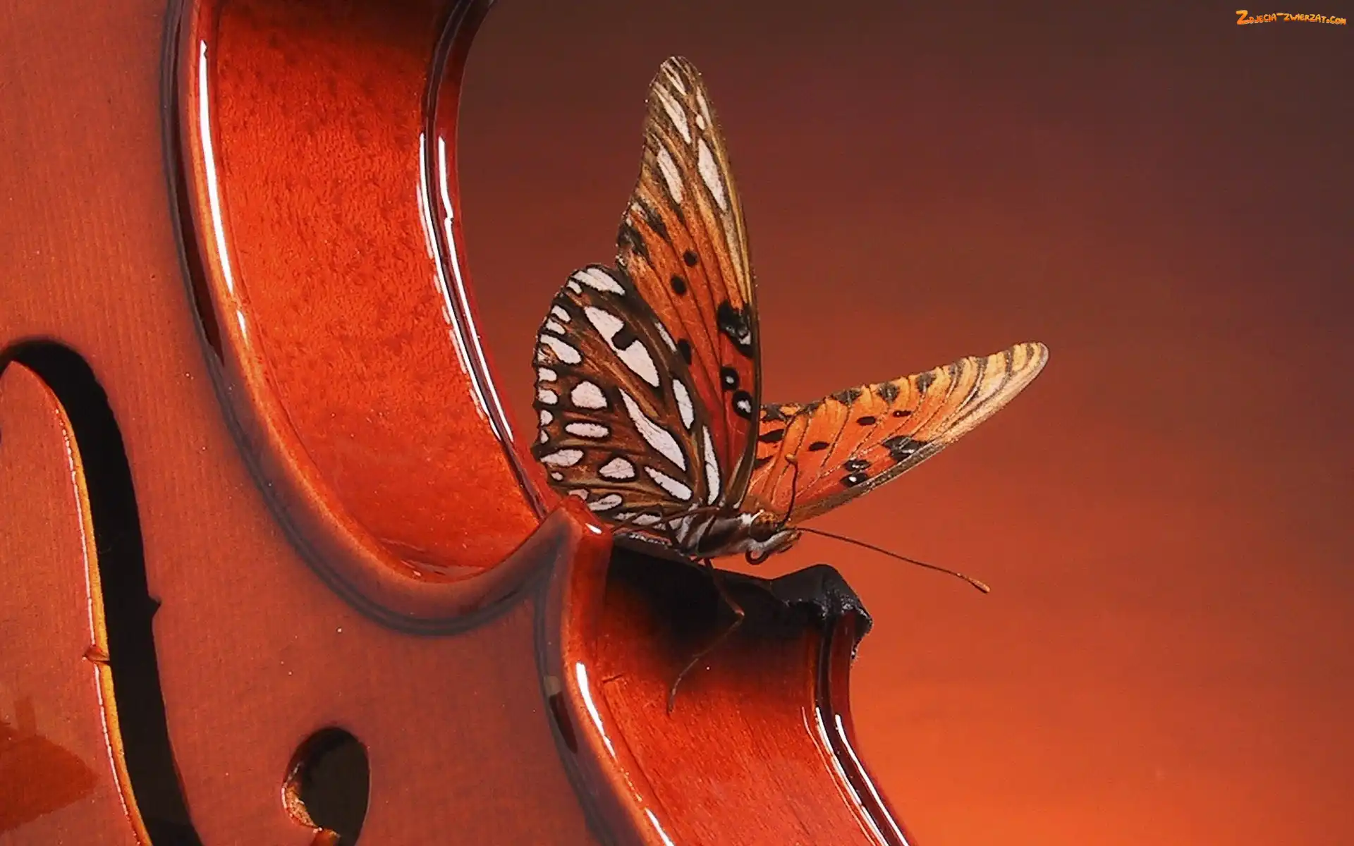 Skrzypce, Motyl