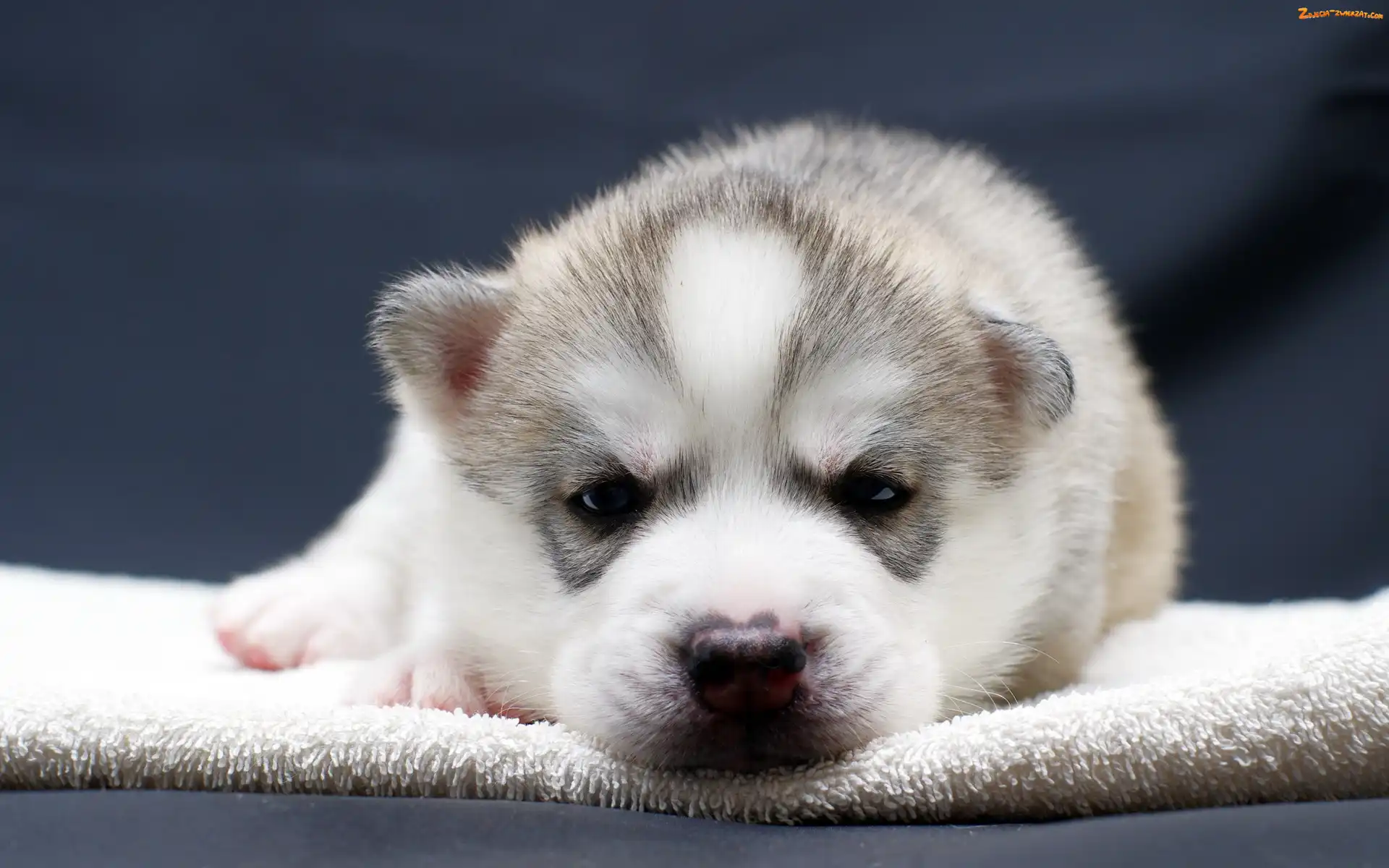 Husky, Słodki, Szczeniak