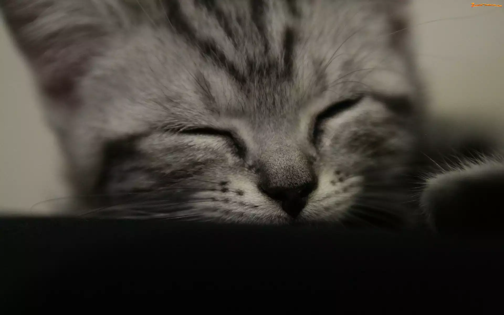 Kotek, Słodki, Śpiący