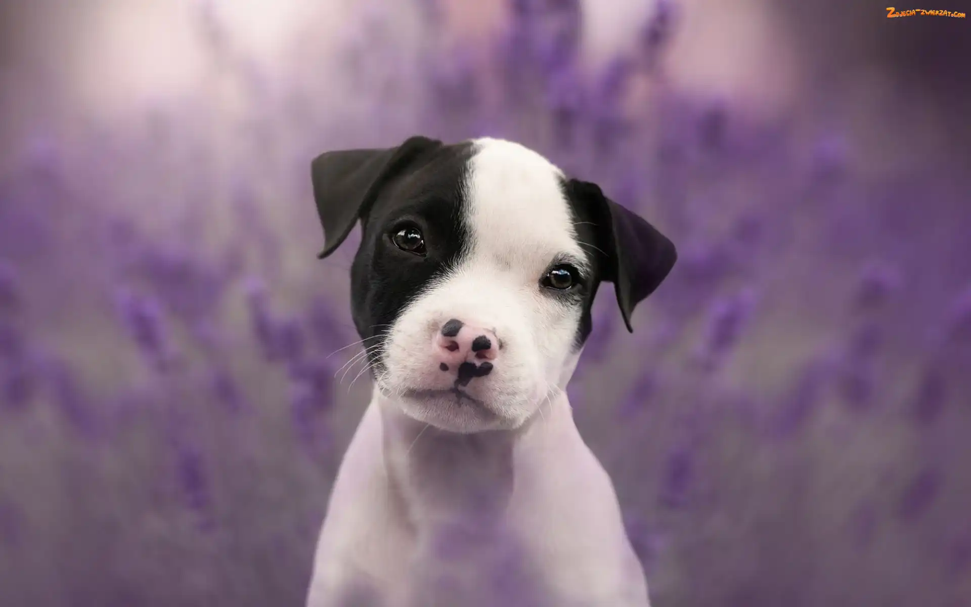 Słodki, Staffordshire Bull Terrier, Pies, Szczeniak
