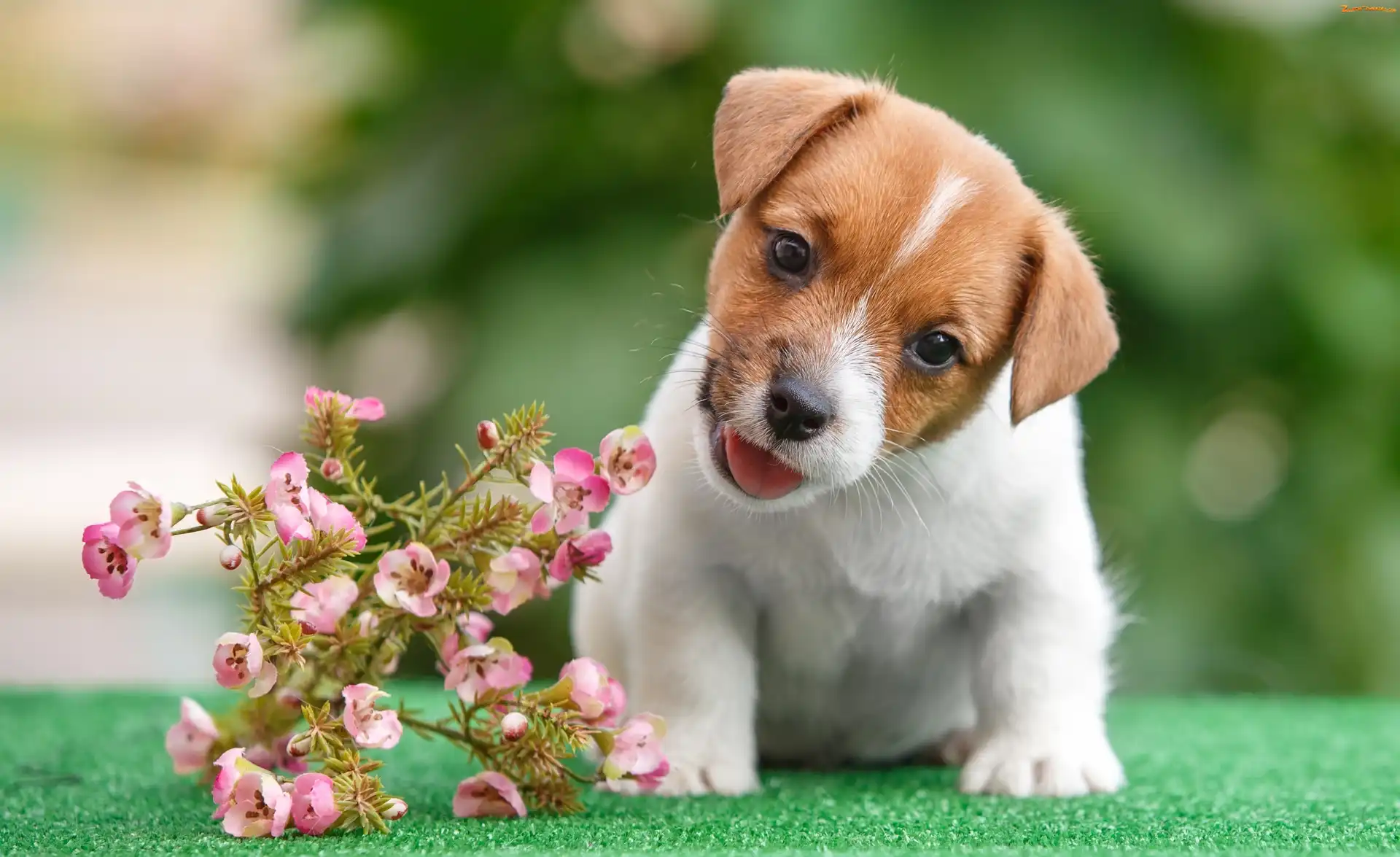 Słodki, Kwiaty, Jack Russell Terrier, Szczeniaczek