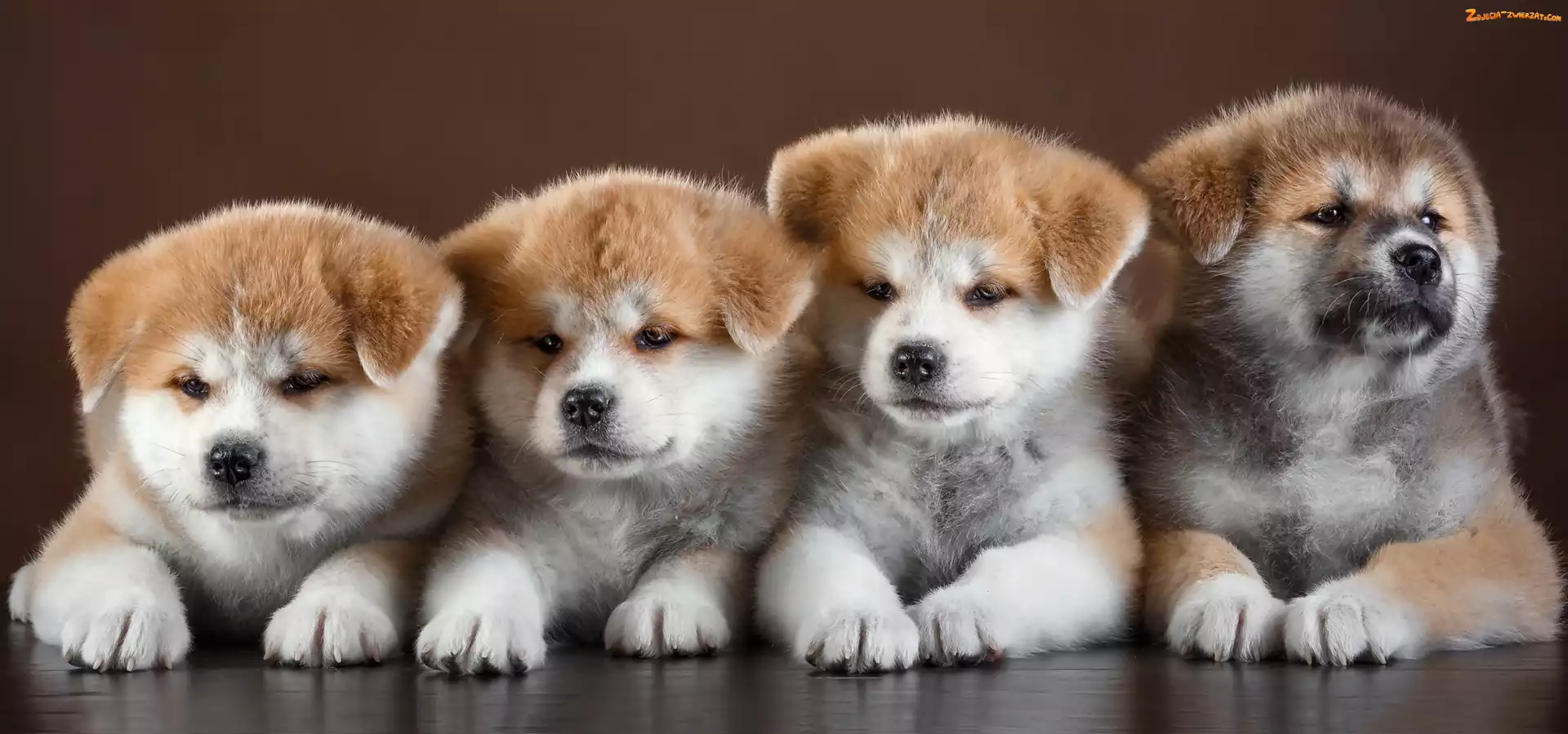 Słodkie, Akita inu, Cztery, Szczeniaki